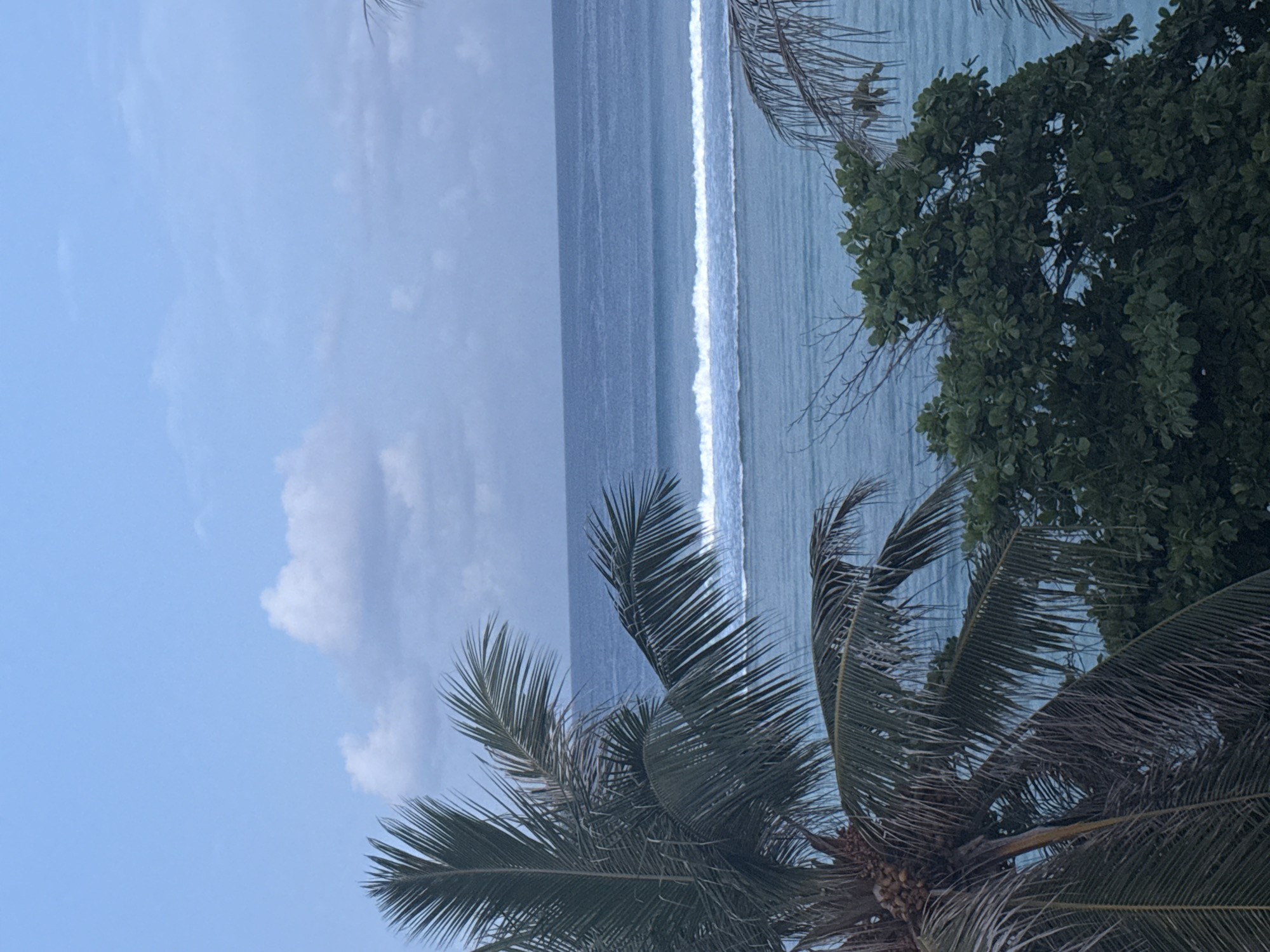 A tropical scene overlooking the ocean is captured in this vertical, medium-shot image. The foreground is dominated by the fronds of a palm tree, its leaves a dark green, some appearing dry and brittle. To the right and lower foreground, a dense canopy of green leaves from another tree obscures the view of the ocean below.
The ocean stretches across the middle ground, a deep blue merging with a lighter, turquoise hue closer to the shore. A clear line of white waves breaks on a reef or sandbar, creating a distinct contrast against the water. The horizon is a sharp, straight line where the ocean meets a pale blue sky. Wispy, white clouds dot the sky, suggesting a bright day. There are no people, animals, or man-made structures visible in the frame. The image appears to be taken from an elevated viewpoint, possibly a hotel balcony or a hill, looking out towards the sea.
The location is likely Malé, Maldives, given the characteristic tropical vegetation and the clear blue ocean with its visible reef breaks, common in the Maldivian atolls.