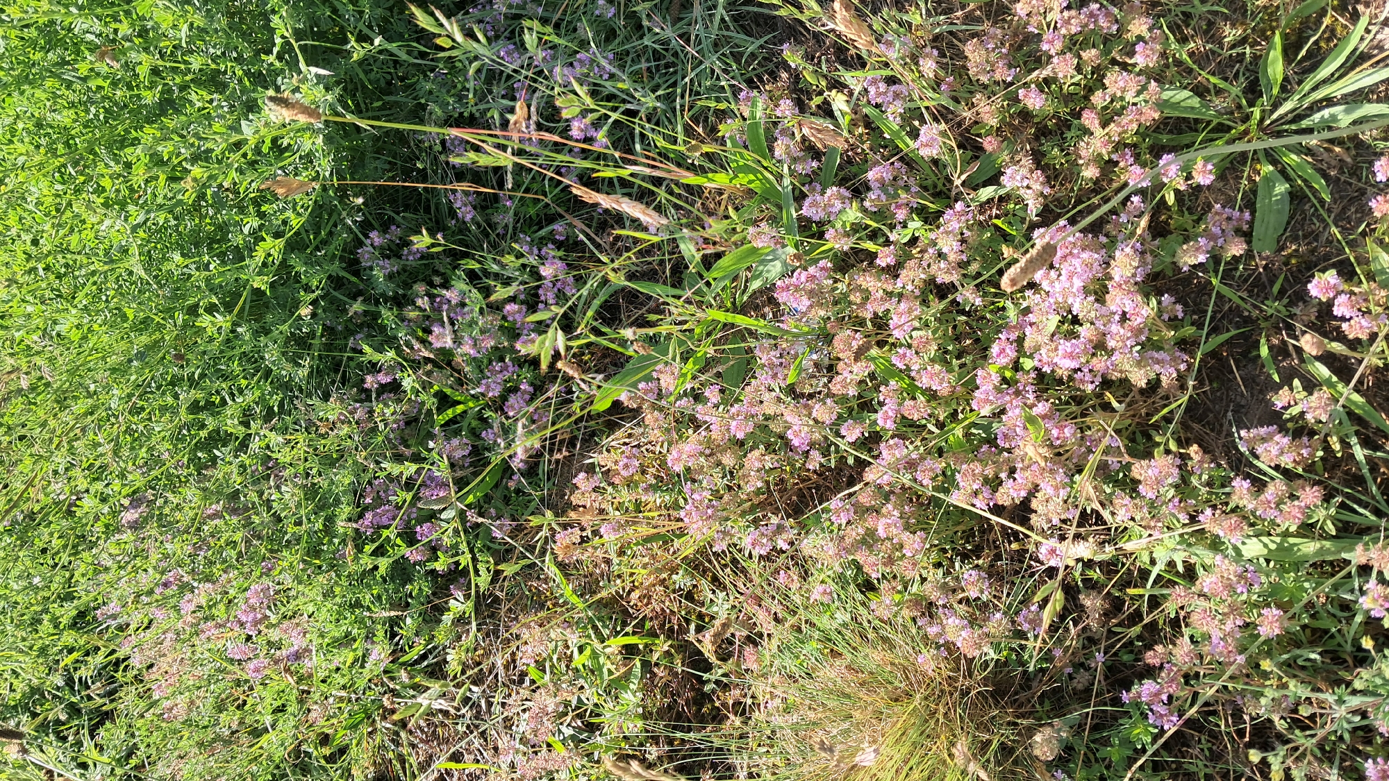 A high-angle shot captures a patch of low-growing green vegetation with scattered clusters of small pinkish-purple flowers. The scene appears to be an outdoor, natural environment. The plants are dense and varied, with some taller blades of grass interspersed among the smaller flowering plants. There are no visible signs of human activity or structures. The lighting suggests it is daytime, with sunlight illuminating the foliage. The image is devoid of any specific landmarks or features that would indicate a precise location within Vinnytsia, Ukraine.