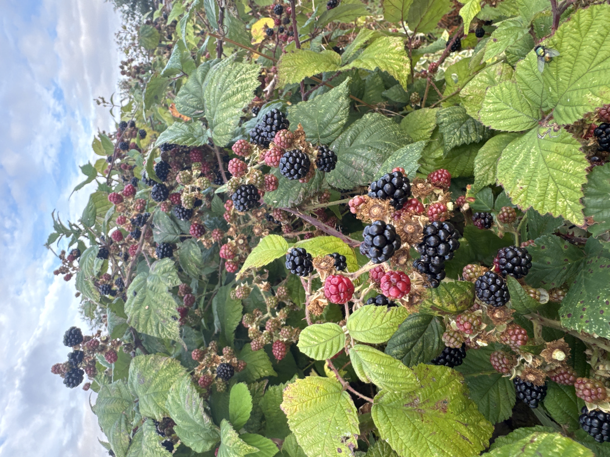 An outdoor, low-angle, close-up shot captures a dense thicket of blackberry bushes laden with ripening fruit. The berries are a mix of deep purple-black and vibrant red, indicating various stages of ripeness. Large, textured green leaves, some showing signs of age with yellowing and browning edges, dominate the foliage. Thorny branches are visible throughout the dense growth. The sky above is partly cloudy, with white clouds scattered across a pale blue expanse. In the lower right corner of the image, a metallic green fly rests on a leaf. The scene is likely situated in an area with overgrown vegetation, potentially a park, garden, or hedgerow within Clonmel, Ireland. There are no people or animals other than the insect.