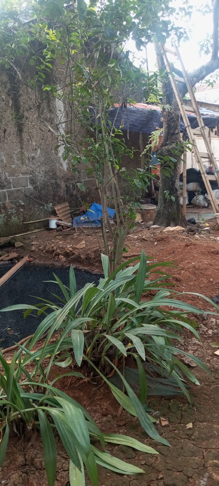 The image depicts an outdoor scene, possibly a backyard or undeveloped area, with a focus on lush green foliage in the foreground. A cluster of long, strap-like leaves, likely from a plant such as an ornamental grass or lily, dominates the lower portion of the frame. Behind this, a slender tree with thin branches and sparse green leaves stands. Further back, a rough, textured wall, possibly made of brick or concrete, is visible. Several objects are scattered around the scene, including a blue tarp, corrugated metal sheeting, a white bucket, and a dark material that might be pond liner or a tarp. A large, rough-barked tree with some visible branches rises to the right, partially obscured by foliage. A wooden ladder, constructed from branches or poles, leans against this tree. The ground is covered in reddish-brown soil and leaf litter. The overall impression is of a somewhat unkempt, naturalistic outdoor setting with signs of activity or storage. This scene is located in Taman Rahayu, Indonesia.