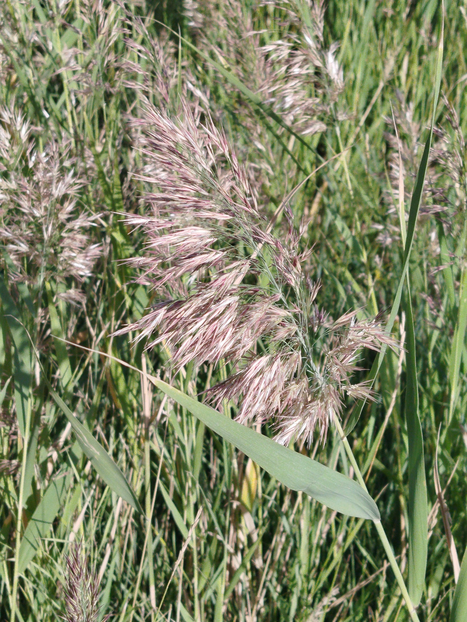 The image is a close-up, detailed photograph of wild grass, predominantly showing its seed heads and stalks. The seed heads are feathery and have a reddish-brown or purplish hue, contrasted with the vibrant green of the grass blades. The background is a blur of more grass, suggesting a natural, outdoor setting. There are no people, structures, or urban elements visible in the frame, making it impossible to determine a location within the city administration of Qarağandı, Kazakhstan. The focus is entirely on the textures and colors of the vegetation.