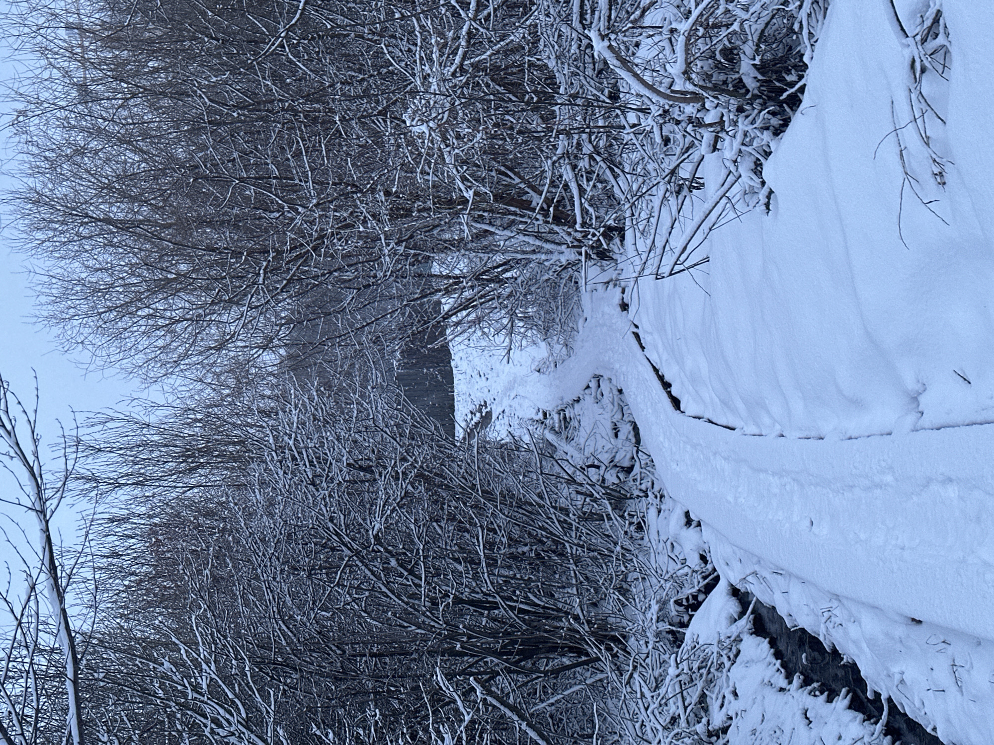 The image shows a snow-covered landscape in Chaikovsky, Russia. The foreground features a snow-laden pathway or road, with thick snow drifts accumulating on the side. Bare trees and branches covered in snow line the left side of the path, creating a dense, tangled appearance. The sky is a pale, overcast color. The scene depicts a typical winter view in the area.