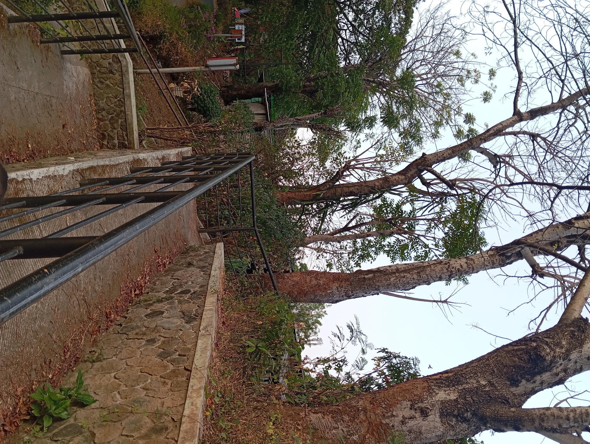 The image depicts a pathway in Karang Jati, Indonesia, lined with a stone wall and metal railings. Tall trees with sparse foliage, suggesting a dry season, dominate the background. The pathway appears to be made of concrete, with fallen leaves scattered on its surface. A small building with a green roof is visible behind the trees. The sky is a pale, overcast hue. The scene is tranquil and appears to be a public walkway or park area.