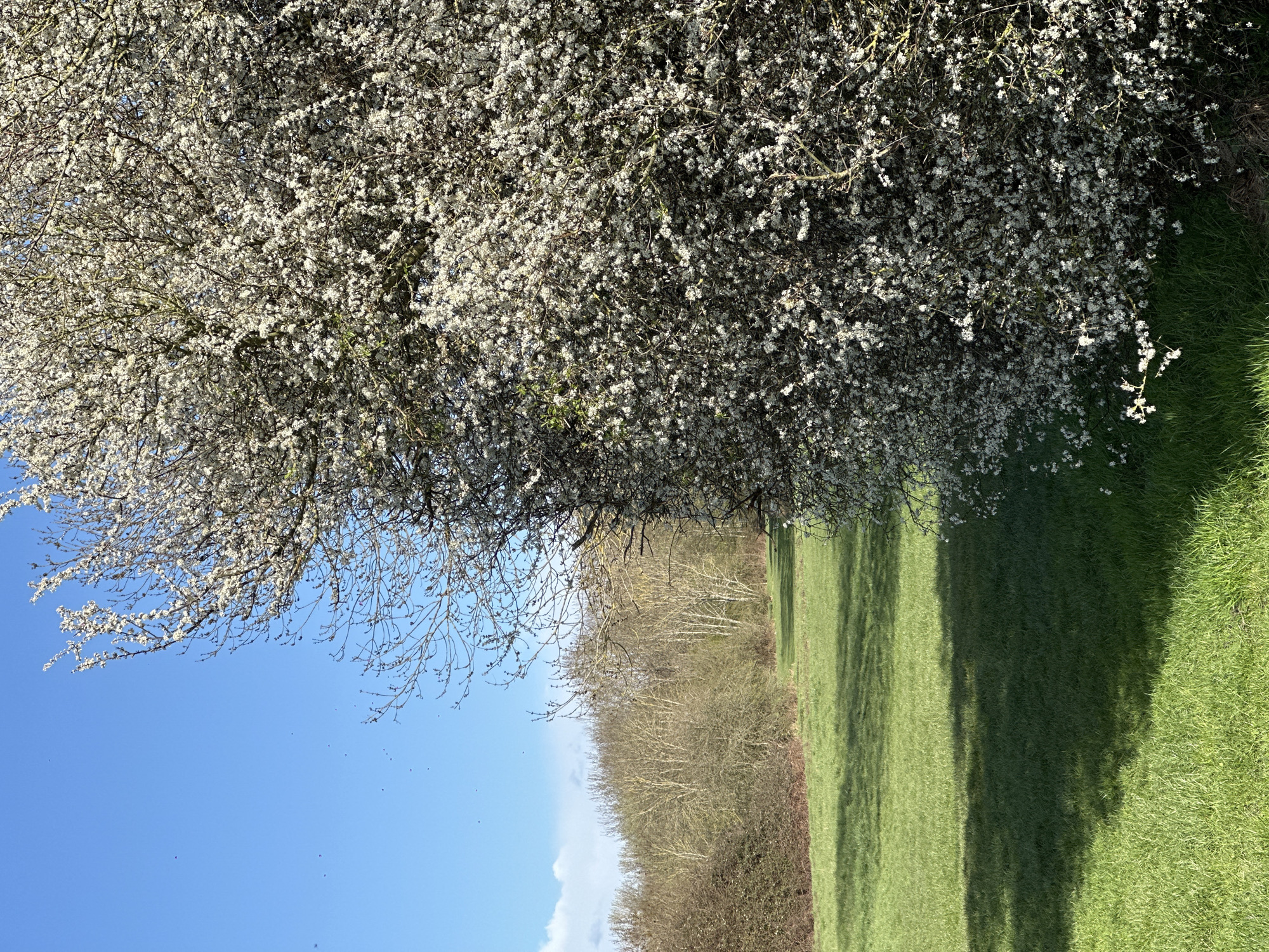 A dense, deciduous tree in full white bloom occupies the right foreground of a green space in the city of London, United Kingdom. The ground is covered in vibrant green grass, displaying a prominent shadow cast from right to left by the sun. Beyond the foreground, a mown grass pathway extends into the midground, bordered by dormant deciduous trees and shrubs with bare branches, suggesting early spring. The background consists of a dense line of similar trees under a clear blue sky with a few white clouds on the left horizon. No individuals or specific activities are visible.