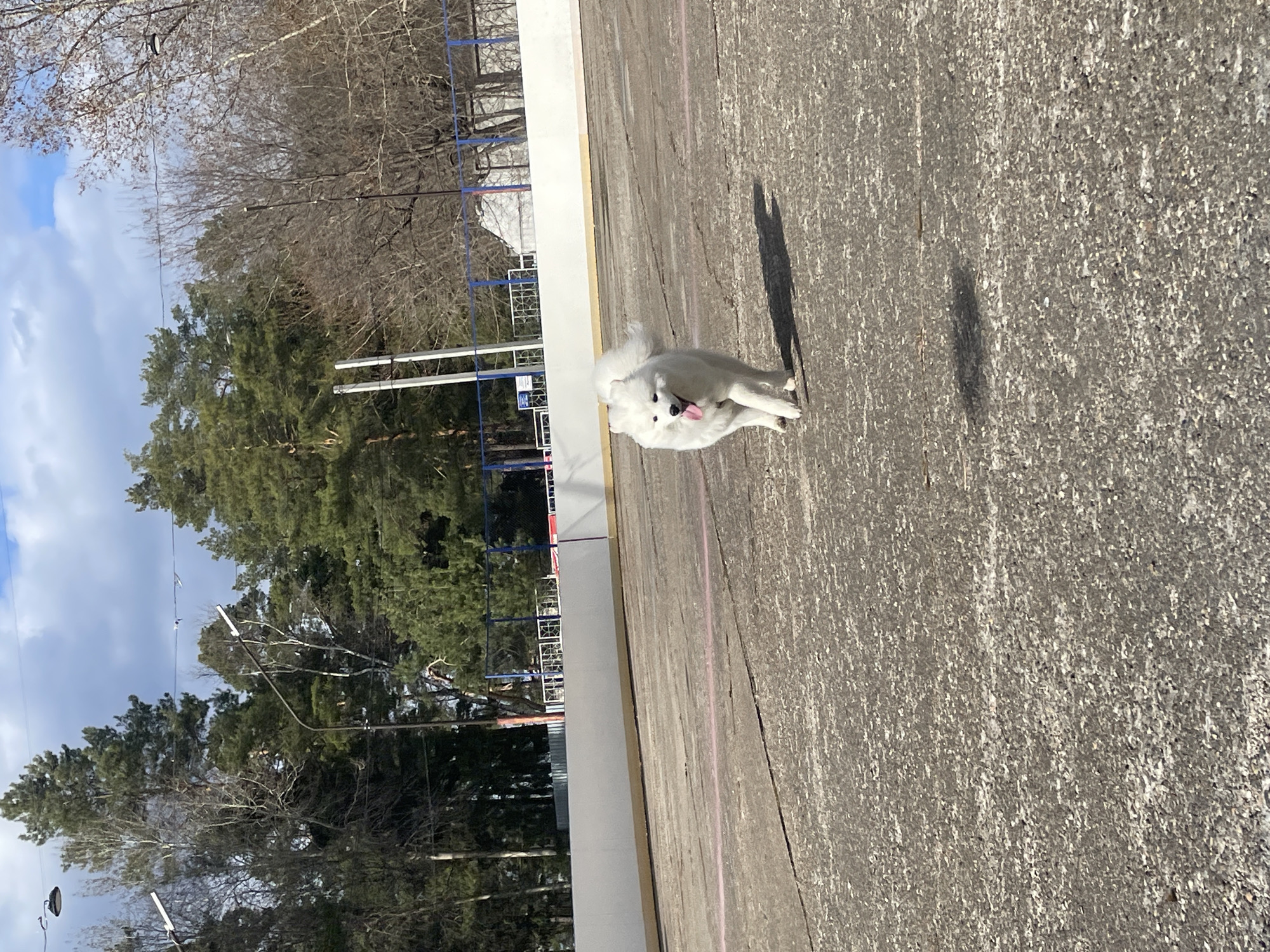 A fluffy white dog, resembling a Samoyed, is captured in motion or mid-stride on a textured, dark gray paved surface, possibly asphalt or concrete. Its head is turned towards the viewer's left, with its pink tongue slightly out, conveying a sense of happiness or exertion. The bright sun casts a distinct shadow from the dog onto the ground, indicating a clear, sunny day.
In the mid-ground, a long, low white wall or barrier runs horizontally, separating the immediate paved area from the background. Behind this barrier, a blue metal fence or structure is partially visible. The background is filled with a dense mix of trees; some are evergreen with dark green foliage, while others are deciduous, appearing bare without leaves, suggesting a late winter or early spring setting. Above the trees, patches of bright blue sky with soft white clouds are visible. Scattered among the trees are utility poles or light fixtures. The paved ground also shows faint, faded pink lines, hinting at a potential track or designated pathway.