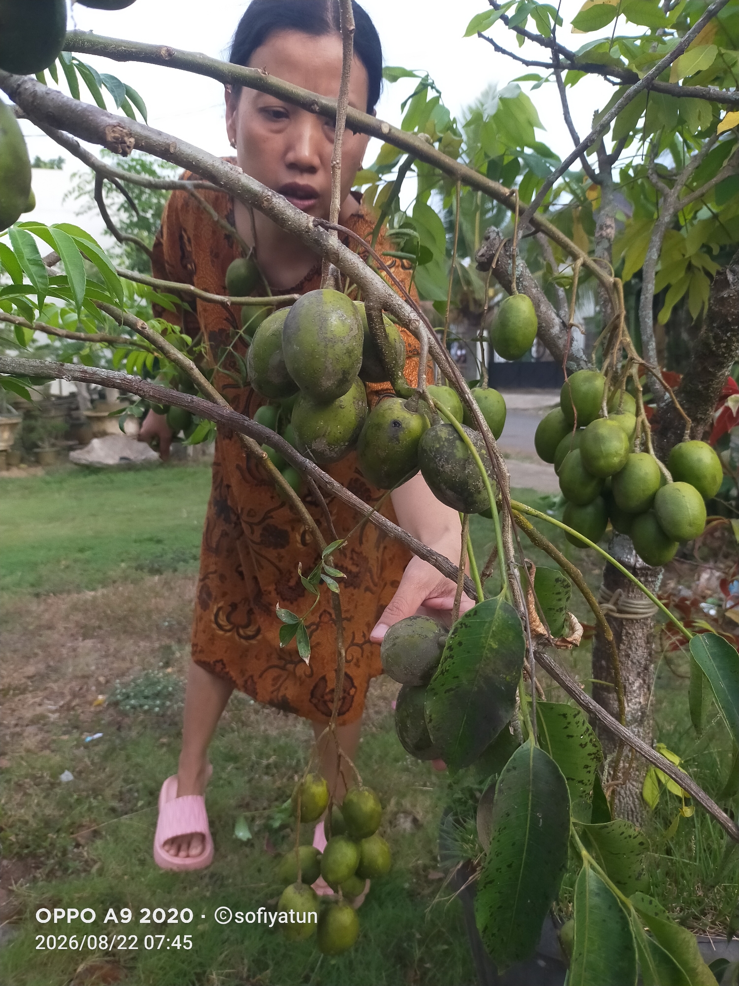 A woman with dark hair and wearing a brown, patterned dress is standing in front of a tree with green, olive-like fruits. She is looking down at the fruits, and her right hand is reaching towards them. She is wearing pink sandals. The background shows a grassy area with some trees and a building in the distance. The image is from Cluwak, Indonesia.