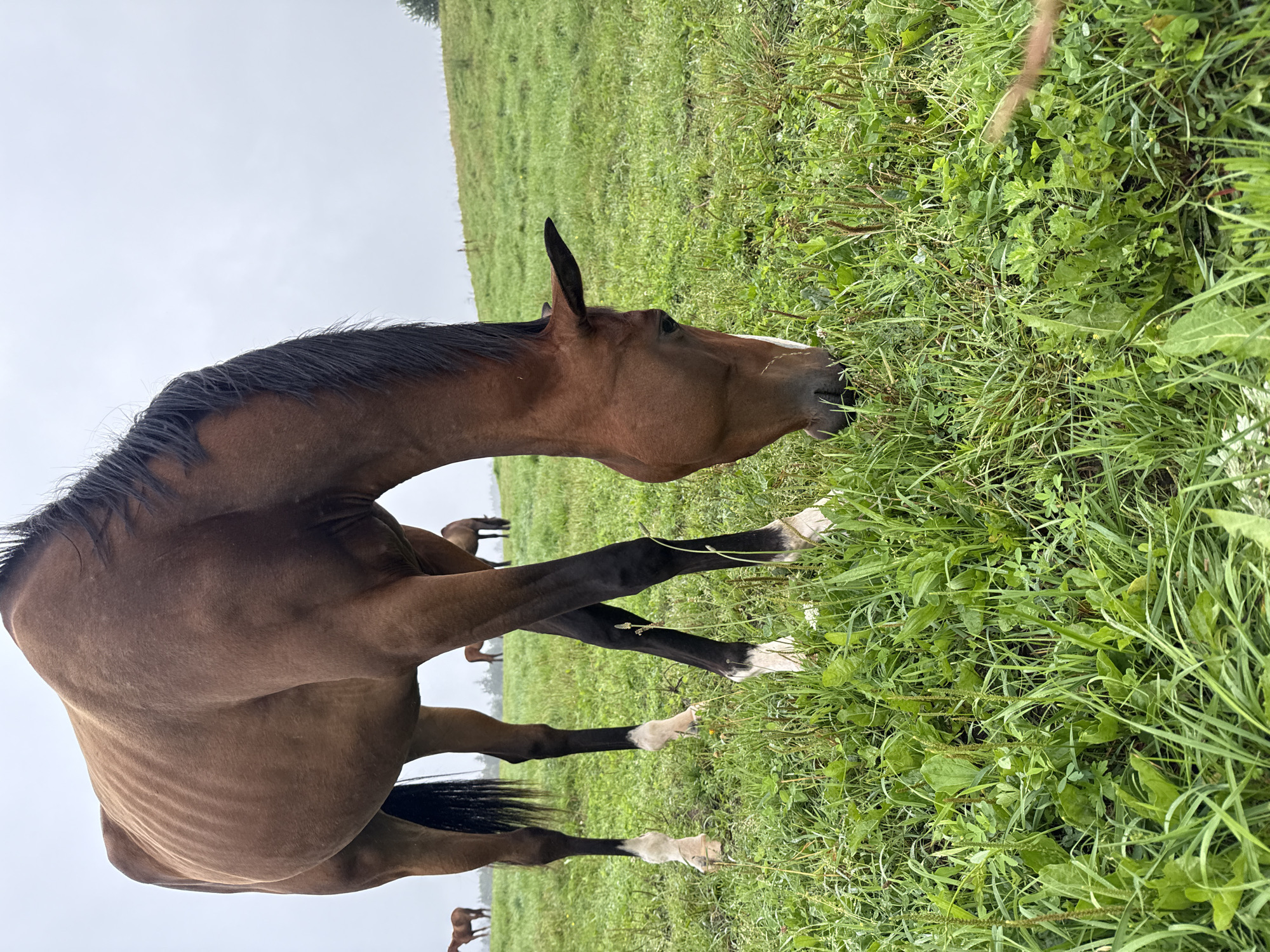 The image depicts a brown horse grazing in a grassy field on a cloudy day. The horse is positioned in the foreground, with its head lowered to eat. Its body is a rich brown, and it has black mane and tail. The horse's legs are visible, with white markings on its hooves. In the background, other horses can be seen grazing in the distance on a rolling green hill. The sky is overcast, suggesting a cool or rainy day. The environment appears to be rural, with a focus on the natural landscape. The image does not provide any specific information about the city of Galinė, Lithuania, beyond what can be inferred from a general rural setting.