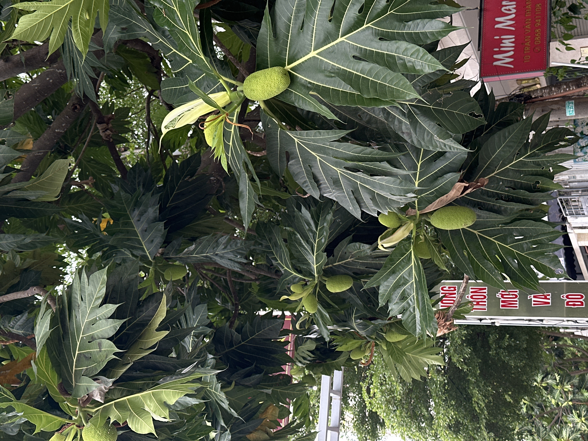 This image captures a close-up view of a breadfruit tree with multiple green fruits hanging from its branches, set against a backdrop of lush green foliage. In the lower right portion of the frame, a red sign with white text reads "Mini Mar". Beneath this, smaller text indicates an address and a phone number, "10 TRAN VAN THANH" and "0868 941108", suggesting a commercial establishment. To the left of the breadfruit tree, a vertical sign with red text on a green background is partially visible, displaying Vietnamese characters. In the background, more greenery and a light-colored structure are visible, hinting at an urban environment. The scene appears to be located on a street in Đà Nẵng, Vietnam, as indicated by the Vietnamese text on the signs. There are no people visible in the image.