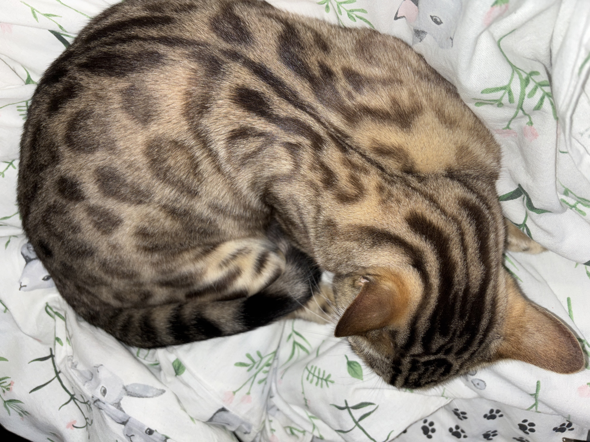 The image shows a domestic cat with tabby markings curled up on a white blanket with a pattern of leaves, flowers, and cartoon rabbits. The cat's fur is a mix of brown, black, and tan, with distinct stripes and spots. The cat's head is tucked in, and its body is coiled tightly. The lighting suggests an indoor setting, possibly a bedroom or living room. There is no information available about the location being in Noviy, Russia.