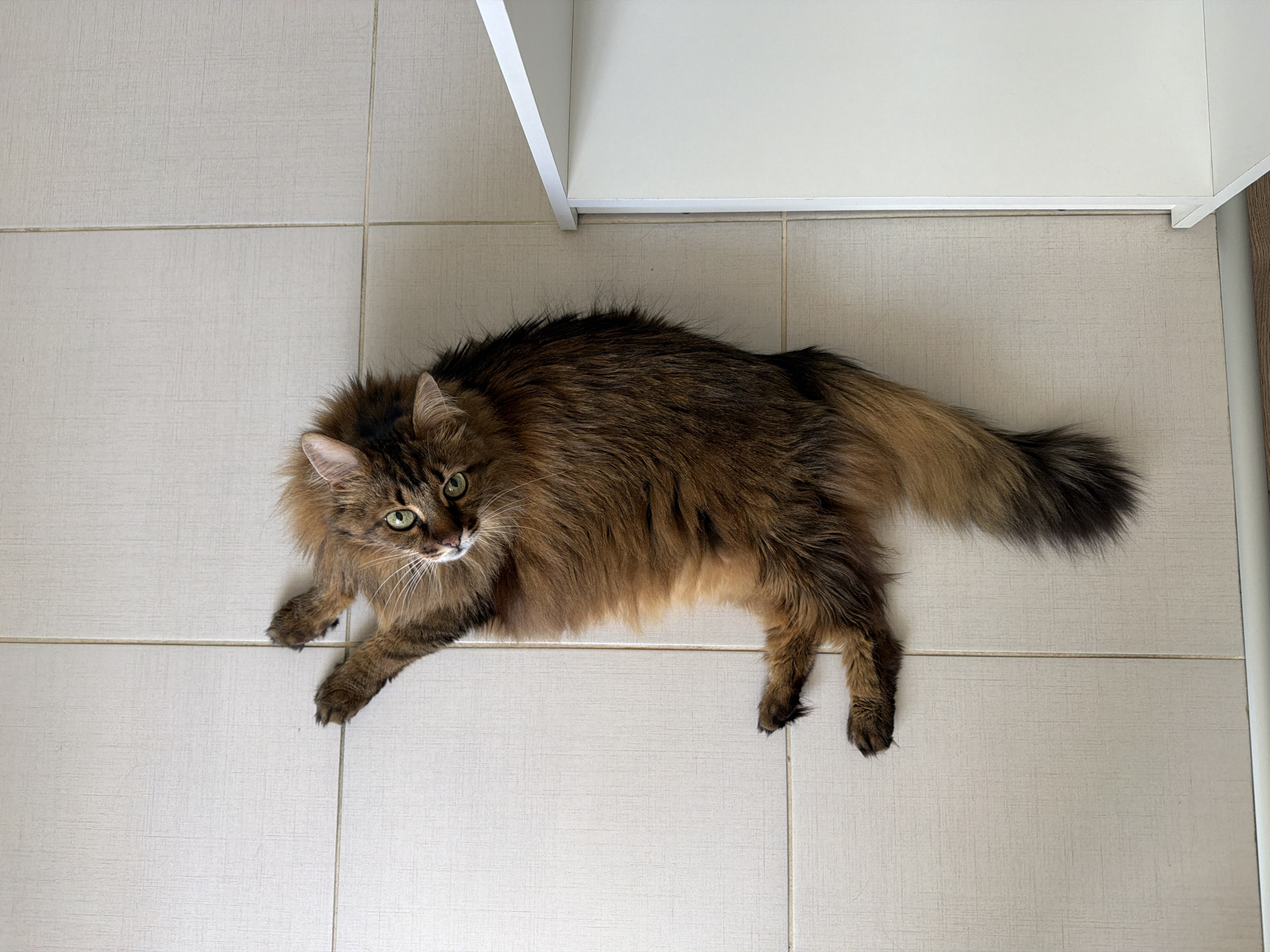 An overhead shot captures a long-haired, fluffy brown cat lying on a tiled floor. The cat is positioned diagonally, facing upwards and to the left, with its head tilted. Its green eyes are wide open, and its paws are splayed out. To the right of the cat, a white shelving unit is visible. The background consists of light-colored square tiles.