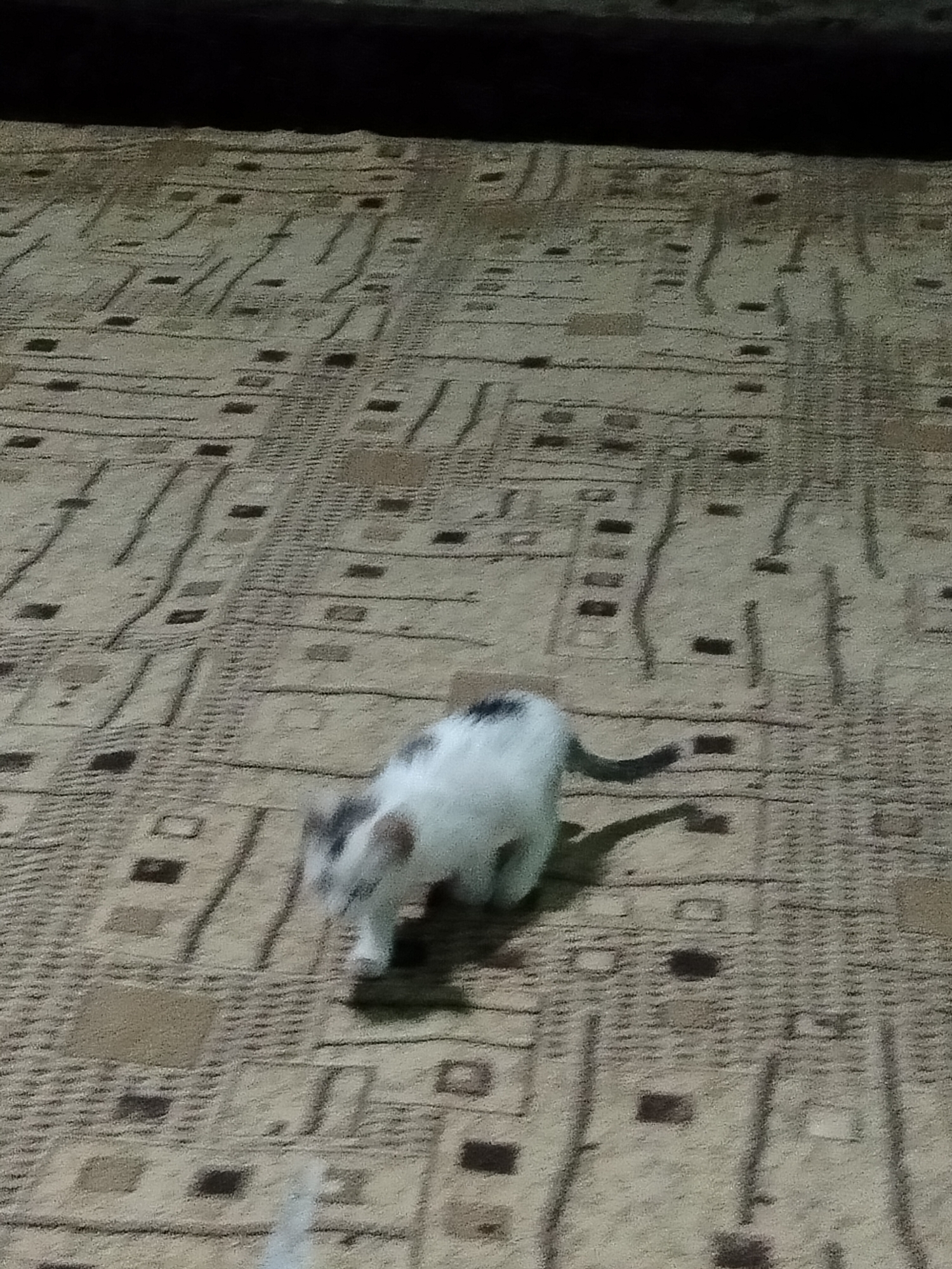 In a room with a patterned carpet, a cat is walking. The cat is white with dark patches on its head and body. The carpet is beige with a repeating pattern of dark lines and squares. The lighting in the room is dim. The image is of low resolution and blurry, making it difficult to discern fine details. There is no visible indication of the location being in the city of Көлкент, Kazakhstan, or any other specific geographical location.