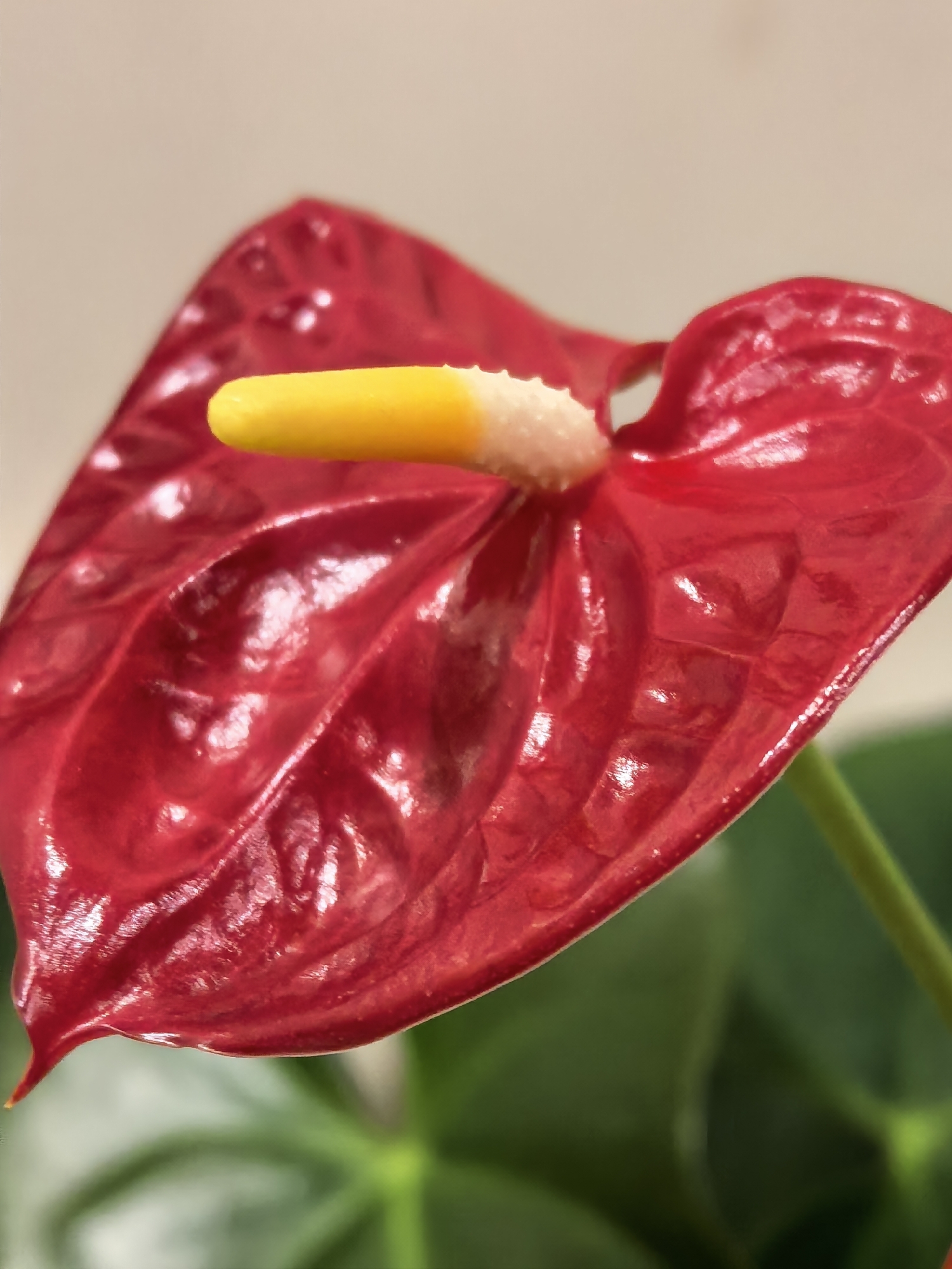 A close-up shot of a red Anthurium flower with a yellow spadix is presented against a blurred background. Green foliage is visible at the bottom of the frame. The background appears to be a solid light color. The scene does not give any information to conclude it took place in a certain location.