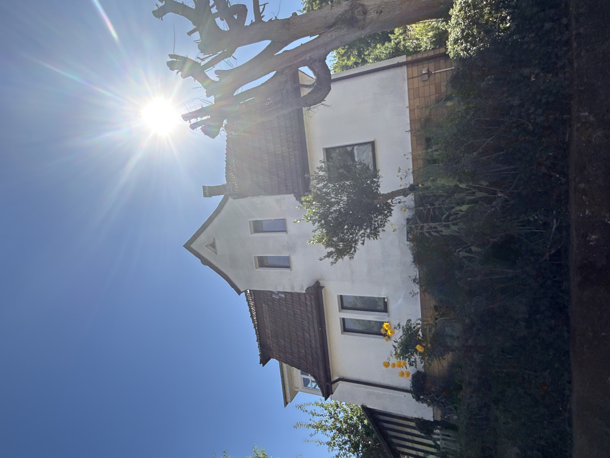 The image depicts a white, two-story house with a brown tiled roof, situated on a slope in Bad Sachsa, Germany. The house has several windows, and a chimney is visible on the roof. In front of the house, there is dense green vegetation, including shrubs and flowering plants with yellow blossoms. To the right of the house, a large, bare tree with gnarled branches dominates the foreground. The sky is a clear blue, with the sun prominently visible and casting lens flares, suggesting it is daytime. The scene appears to be a residential area, likely a garden or yard.