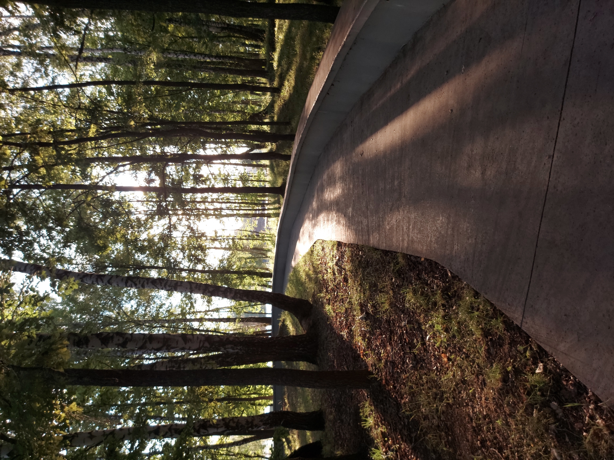 The image depicts a pathway in a park-like setting, likely in Razvetye, Russia. The pathway is paved with a concrete material and curves gently to the right. Sunlight filters through the dense canopy of trees lining the left side of the pathway, casting dappled shadows on the ground and the path itself. The trees are tall and slender, with a mix of leafy green foliage and some with distinctive white bark, suggesting a mix of species, possibly including birch. The ground beside the pathway is covered in dry leaves and patches of green grass. The sun appears to be low in the sky, either early morning or late afternoon, given the long shadows and warm, golden light. There is no visible text in the image. The scene evokes a sense of tranquility and natural beauty, with the interplay of light and shadow creating a peaceful atmosphere.