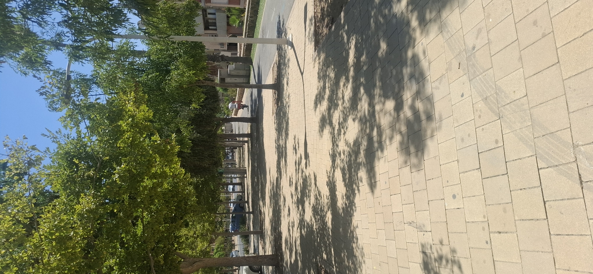 The image depicts a tree-lined street in Yerocham, Israel. The foreground is dominated by a light-colored paved walkway with intricate shadows cast by the trees. The trees themselves are lush and green, with their branches extending over the walkway and casting dappled shade. Beyond the walkway, there is a road with several cars parked and driving. In the midground, a person is seen riding a scooter on the road, wearing a white shirt and red shorts. Further in the background, buildings are visible, with some appearing to be residential. The sky is clear and blue, indicating a sunny day. The overall scene suggests a peaceful urban environment.
