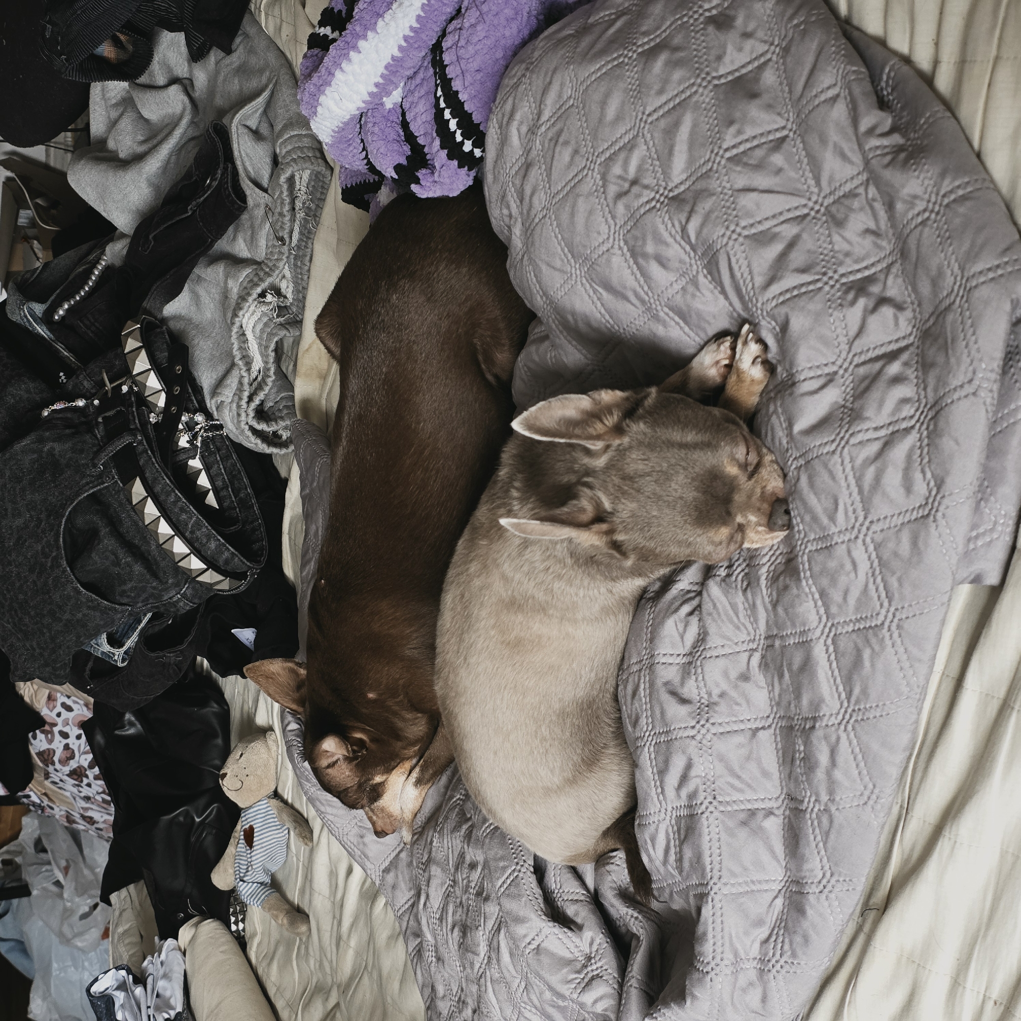 The scene is a high-angle shot of a messy bed. On the left side of the frame, there is a pile of clothes and accessories, including black clothing with studded details, gray sweatshirts, and a stuffed bear with blue and white stripes and a red heart. Moving towards the right, there are two small dogs sleeping peacefully. One dog is brown, and the other is a light tan color. They are nestled on a gray quilted blanket that covers the right side of the bed. The bedsheets underneath are a light cream color. The overall impression is one of domestic clutter and peaceful animal companionship. There is no information about a city or location.