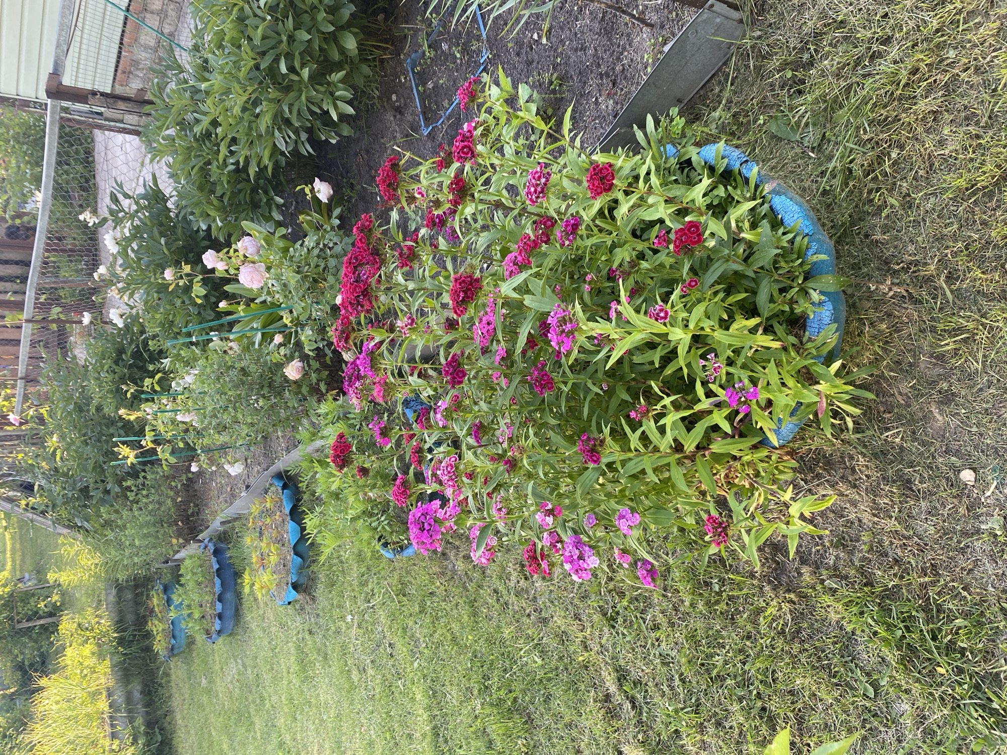 The image depicts a sunny garden scene with various flowers and greenery. In the foreground, a large blue planter overflows with vibrant pink and red flowers, likely Dianthus. Behind this planter, a grassy area is dotted with several smaller, similarly painted blue planters, each containing young plants. Further in the background, a variety of larger plants with green foliage and some white and pink flowers are visible, possibly roses or peonies, against a backdrop of a wooden fence and a building. The overall impression is that of a well-tended private garden on a clear day. The location is identified as Vyshkov, Russia.