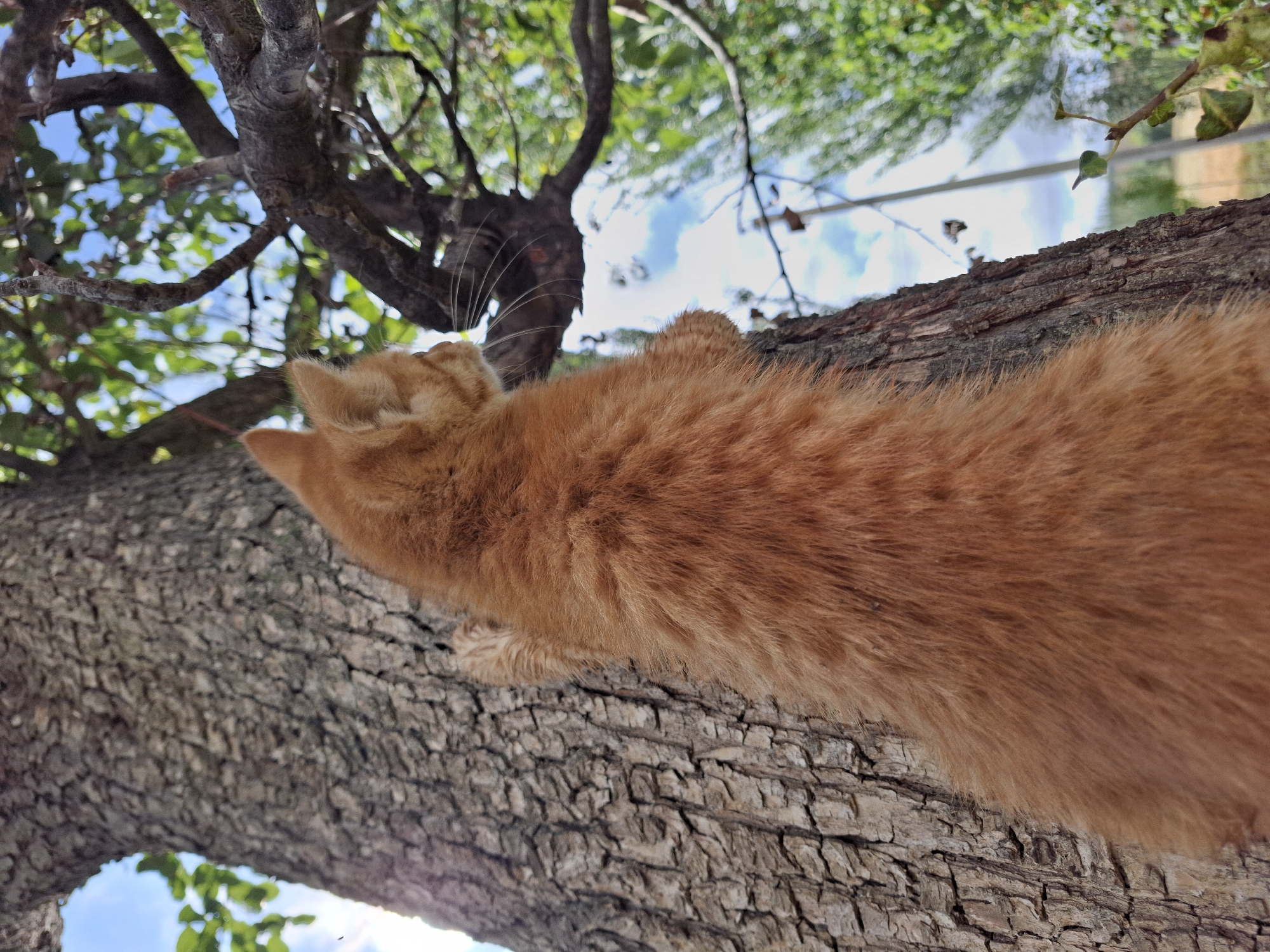 An orange tabby kitten is perched on the rough bark of a large tree trunk, looking up and to the right towards the branches. The kitten's fur is a warm ginger color, and its body is angled upwards, with one paw visible resting on the bark. The tree trunk is textured and appears old, with deep crevices. Above and behind the kitten, the tree branches create a dappled canopy against a bright blue sky with scattered white clouds. Green leaves are visible on the branches. In the background, slightly out of focus, are more trees and a hint of greenery, suggesting a natural outdoor setting. The image was taken in Jeti-Ögüz, Kyrgyzstan, a location known for its natural beauty and mountainous terrain.