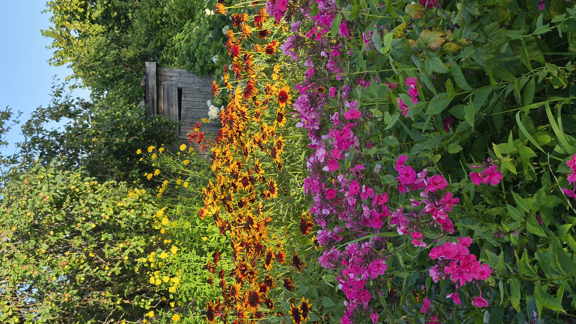 The image shows a flower garden in Krauja, Latvia. In the foreground, there are bright pink phlox flowers. Behind them, rows of yellow and orange coneflowers bloom. To the right, a rustic wooden outhouse stands among lush green foliage. The background is filled with the branches of a tree heavy with small, green fruits, suggesting it is likely an apple tree. The sky above is clear and blue.
