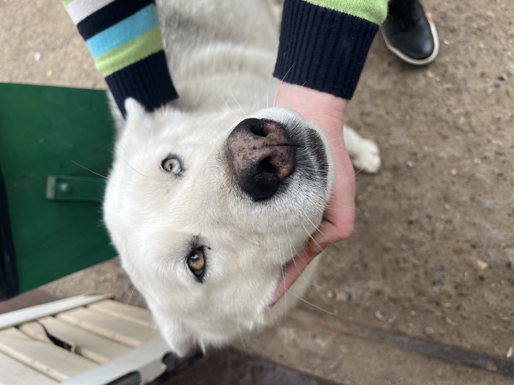 An overhead shot captures a white dog being affectionately held by a person outdoors in Шолья, Russia. The dog, likely a Husky or similar breed, gazes upwards, its face prominently featured in the center of the frame. A notable detail is its heterochromatic eyes: one a striking blue-grey, the other an amber-brown. Its nose is dark with speckled lighter spots, and its white fur appears soft with visible whiskers.
A person's hands gently cup the dog's head from below. The person wears a striped sweater with distinct bands of black, light blue, light green, and white, ending in a dark blue cuff. Part of a dark pant leg and a black shoe are visible in the background, suggesting the person is standing.
The setting appears to be a paved outdoor area, possibly concrete or asphalt, with scattered gravel. In the background, to the left, a dark green surface, possibly a gate or panel, is visible. To the right, a light-colored, slatted object, perhaps a wooden pallet or fence, is partially seen. The lighting is natural daylight, indicating it is daytime. The overall impression is one of a tender interaction between a person and their pet. No visible text is present in the image.