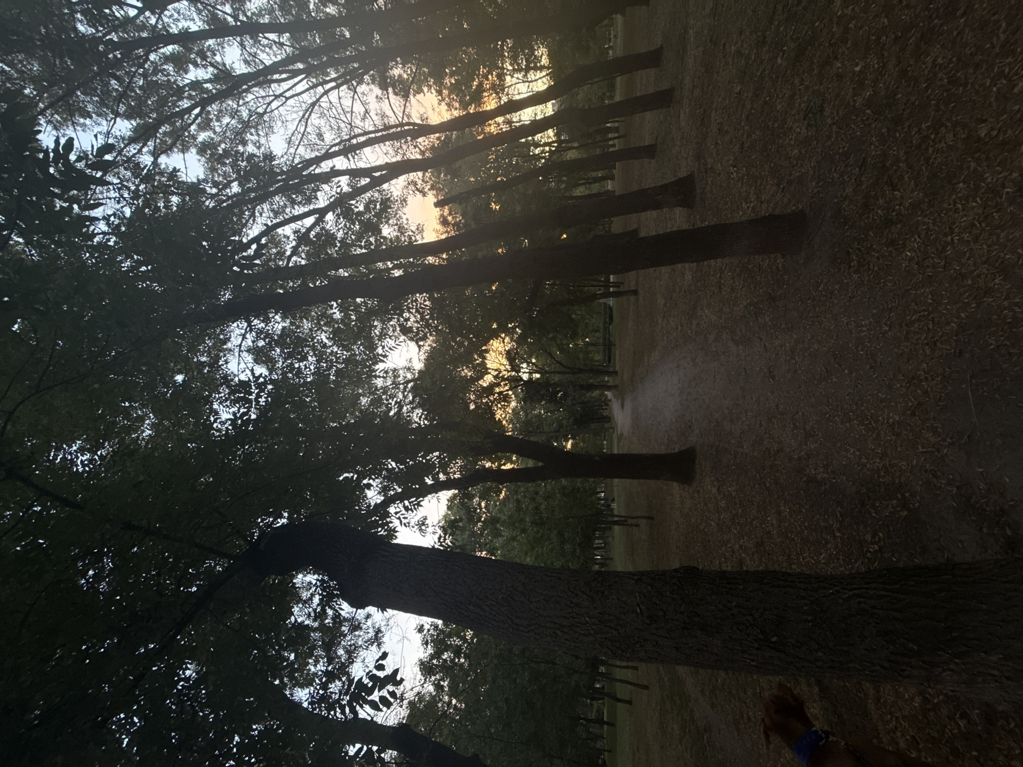 The image depicts a park pathway lined with trees at dusk. The sky shows a gradient of colors, transitioning from light blue at the top to hues of orange and yellow near the horizon, indicating sunset. The trees are silhouetted against the sky, with their leaves creating a dense canopy in some areas. The ground is covered with dry leaves and dirt, and a visible path winds through the trees. In the lower left corner of the image, a dog, appearing to be a medium-sized breed with brown fur and wearing a blue collar, is partially visible. The scene suggests a peaceful, natural setting within a city. The image's metadata does not provide specific location information within Zaporizhzhia, Ukraine.