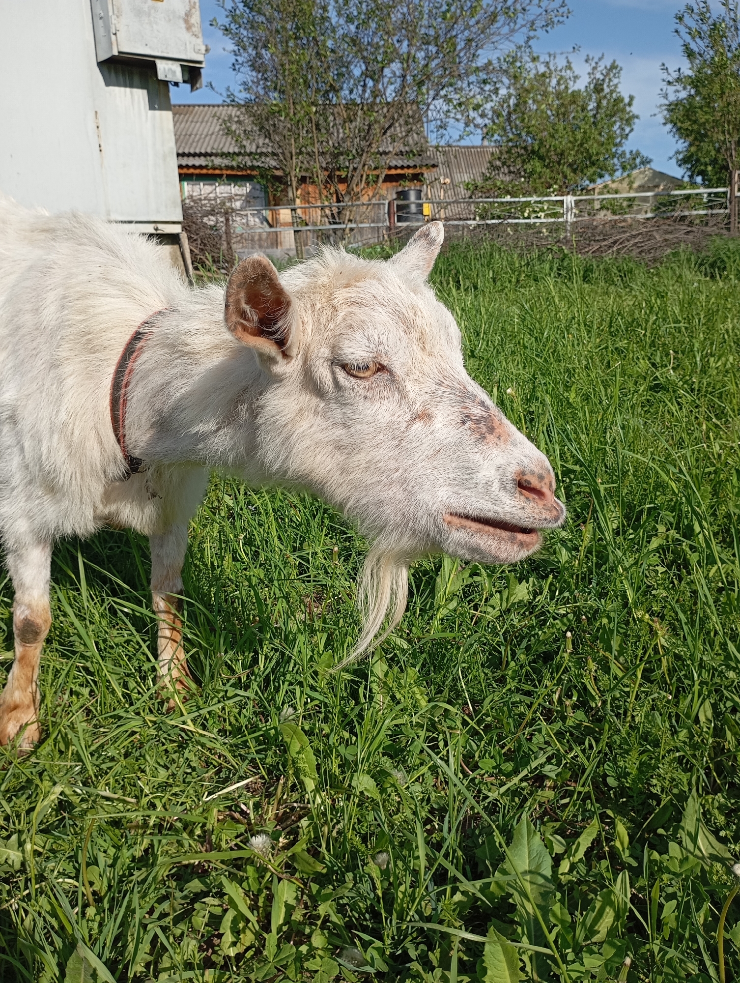 A close-up shot shows a white goat standing in a field of tall green grass, with buildings visible in the background. The goat has a reddish-brown collar and a small white beard. It's positioned in the center-right of the frame, facing right. The buildings in the background appear to be residential, with a wooden fence separating them from the field. A gray electrical box is visible to the left of the goat, near the edge of the frame. The scene is bathed in sunlight. The location is Unknown, Unknown.