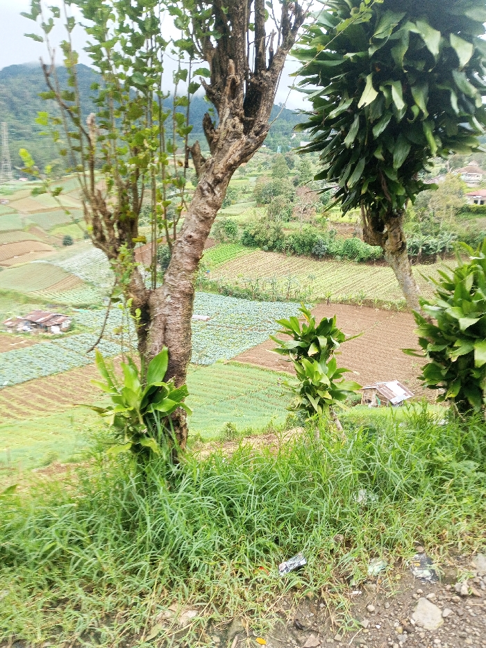 The scene depicts an elevated view of a rural, agricultural landscape in Bangtsho, Bhutan. In the immediate foreground, a patch of unkempt green grass mixed with bare earth and small stones is present, with a crumpled white/silver wrapper partially visible on the ground. Two prominent trees with gnarled trunks frame the central view: a lighter-barked tree with sparse green leaves on the left, and a thicker, darker-barked tree on the right heavily covered in dense, elongated green foliage. Smaller green plants grow around the base of both trees and in the foreground.
Beyond the foreground trees, the terrain slopes downwards into a valley extensively utilized for agriculture. Numerous terraced fields are visible, exhibiting distinct patterns of green crops, resembling low-lying vegetables such as cabbage, and sections of exposed reddish-brown soil. Several simple, single-story structures with light-colored roofs are sparsely distributed within the fields; one cluster of two buildings is visible on the far left, and a solitary shed-like building is located in the mid-distance slightly right of center. The background features rolling hills densely covered in green vegetation, beneath an overcast, light grey sky. A metal lattice power line tower is faintly visible on the distant left hillside. No individuals or animals are present in the observable scene.
