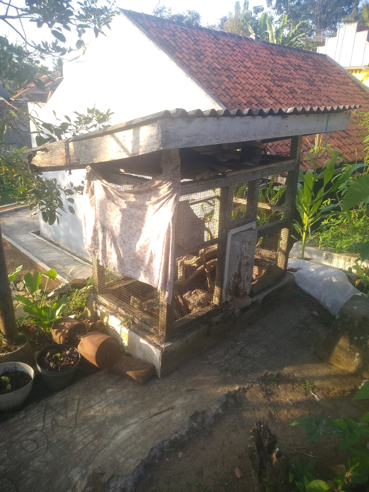 In Sagalaherang, Indonesia, a rustic chicken coop stands bathed in the warm glow of the sun. The coop, constructed from wire mesh and weathered wood, is partially draped with a floral-patterned cloth, adding a touch of color to the scene. Inside, the coop is filled with branches and straw, providing a natural habitat for its unseen inhabitants. In the foreground, several potted plants sit near the coop, some bearing young sprouts, hinting at a gardener's touch. The coop is situated on a concrete surface, with a well-maintained pathway leading away from it. The background is dominated by a white house with a red tile roof, characteristic of Indonesian architecture, and lush green foliage, suggesting a rural or suburban setting. The overall impression is one of a simple, functional dwelling for poultry, integrated into a domestic landscape.