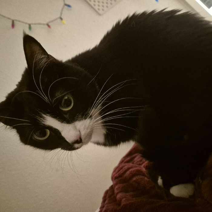 A black and white tuxedo cat peers downward, positioned atop a maroon, textured blanket. The cat's inquisitive gaze is accentuated by its bright yellow eyes and long white whiskers. In the background, a white wall hosts a string of multicolored Christmas lights and a small ventilation grille near the top of the frame.