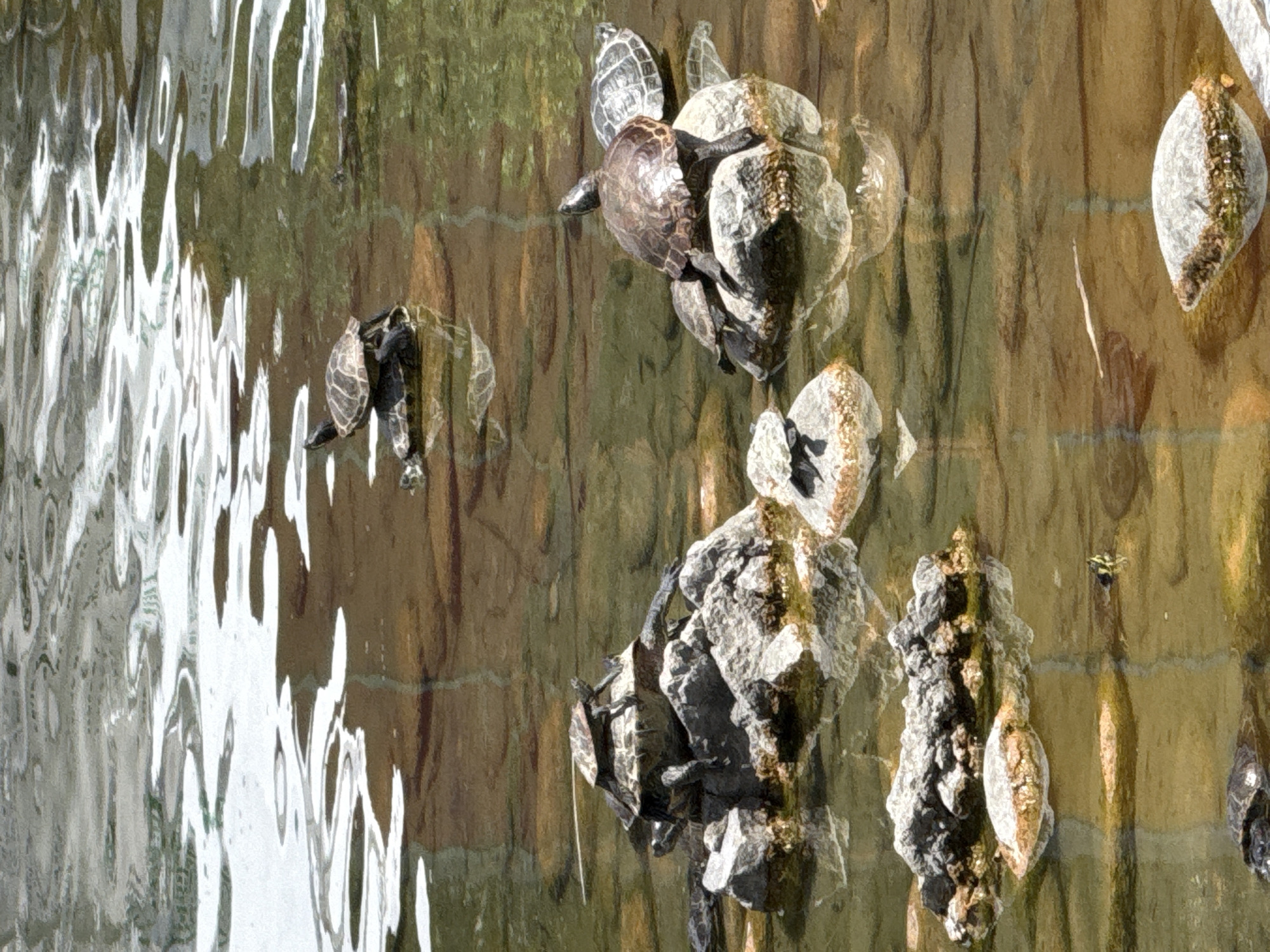 A group of turtles are basking on rocks in a shallow pond. The water is clear enough to see the sandy bottom, and the sunlight reflects off the surface. Several turtles are stacked on top of each other on a rocky outcropping, with one turtle on top of another, and a third on top of that. Another turtle is perched on a smaller rock, with its head held high. In the background, other turtles are swimming or resting in the water. This scene is located in the Sofia Zoo in Sofia, Bulgaria.