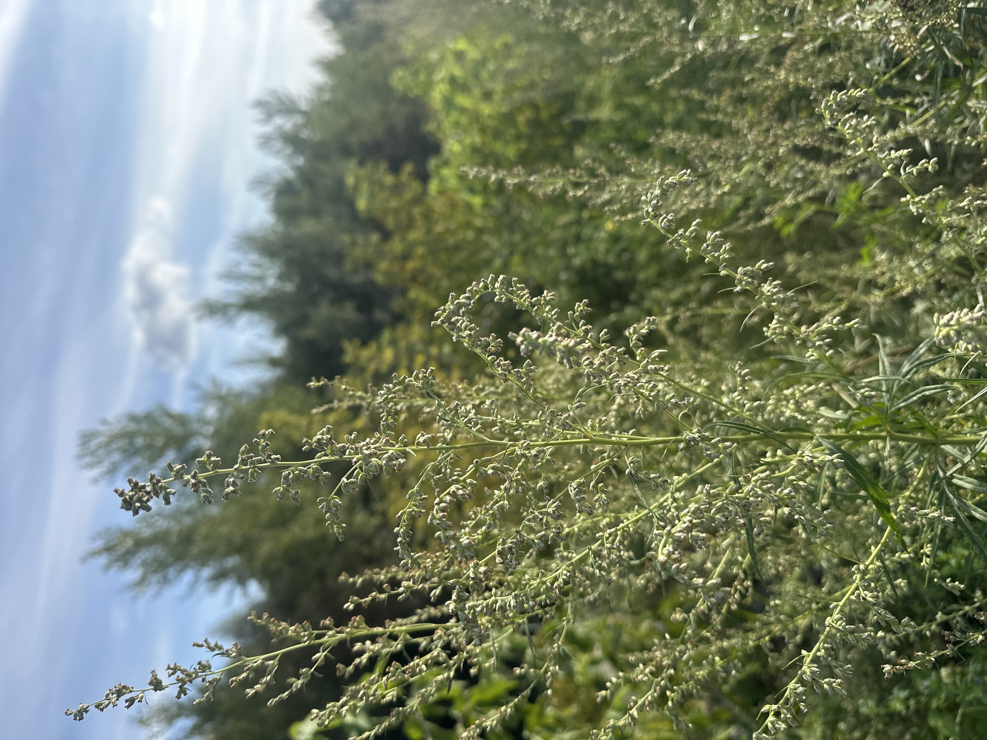 The image is a close-up, eye-level, outdoor shot of a patch of tall, green, flowering weeds. The foreground is dominated by several stalks of the weeds, with numerous small, developing seed heads. The stalks are thin and branching, with delicate leaves. In the background, a dense line of trees is visible, appearing somewhat out of focus. Above the trees, the sky is blue with scattered white clouds. The lighting suggests it is daytime, possibly late afternoon, with the sun casting a warm glow on the scene. The image was taken in Biysk, Russia. There are no people or animals present in the image.