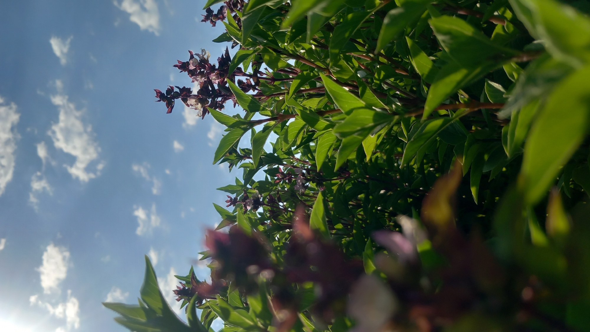 The image is a close-up, low-angle shot of basil plants with purple flowers against a bright blue sky with scattered white clouds. The sun is shining, creating highlights on the leaves and flowers. The foreground is dominated by blurred green leaves and some purple flower buds. The background shows more basil plants, their green leaves and stems clearly visible, reaching towards the sky. There are no people or specific landmarks visible that would indicate a location within Άγιος Νεκτάριος, Greece. The scene depicts a natural setting, likely a garden or field where basil is grown.