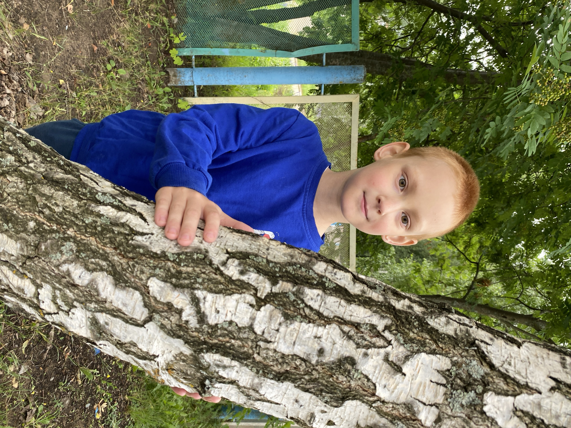In Noviy, Russia, a young boy with red hair stands outdoors next to a birch tree. He is wearing a blue sweatshirt and dark pants. His hands are visible, one resting on the tree trunk. Behind him, a green and blue metal fence with wire mesh runs across the background, with some green foliage visible beyond it. The ground is covered with grass and some fallen leaves. The overall impression is a candid outdoor portrait.
