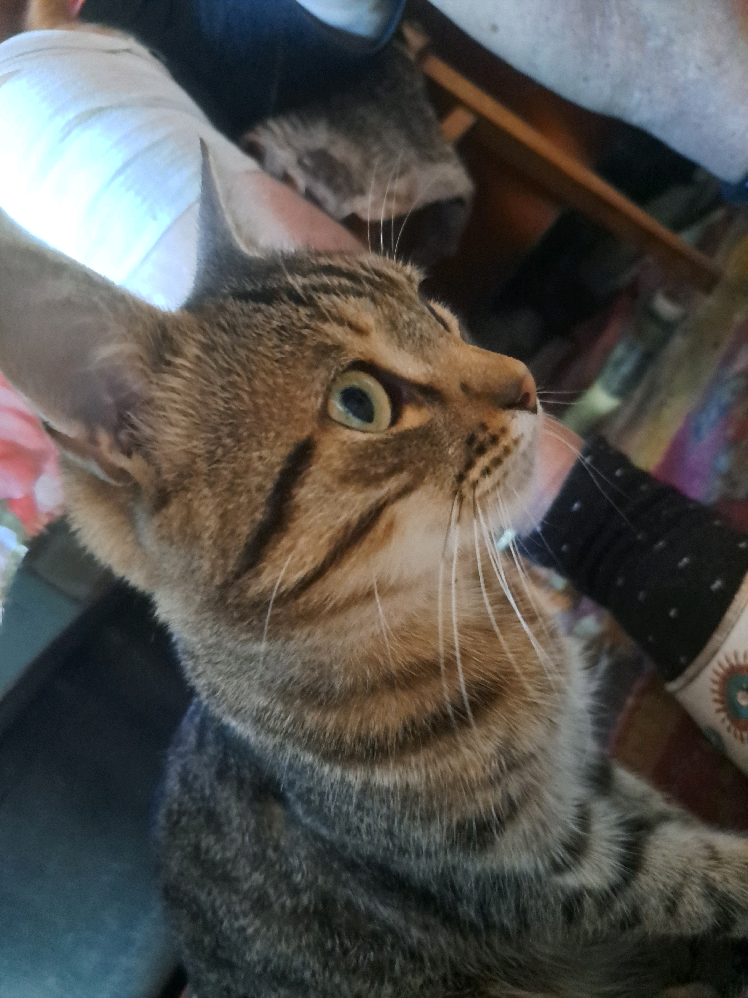 In the city of Vypasne, Ukraine, a close-up, side-profile shot captures a tabby cat with striking green eyes. The cat's gaze is directed to the right of the frame. Its fur exhibits a pattern of brown and black stripes. The cat appears to be interacting with a human, as evidenced by a human arm, clad in a black sleeve with white polka dots, reaching into the frame from the right. A pink floral object is partially visible in the background on the left. The cat's left foreleg is bandaged with white gauze. The scene is indoors, with a wooden surface and other indistinct objects in the background.