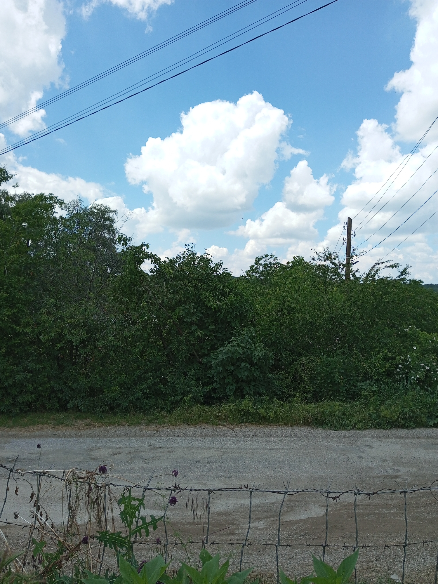 The image shows a rural landscape under a cloudy blue sky. In the foreground, a barbed wire fence runs horizontally across the frame, with some dry vegetation and green leaves visible behind it. Beyond the fence, a gravel path or road is visible. A dense line of green trees and bushes forms the middle ground, with a wooden utility pole and power lines rising above the foliage on the right side of the image. The overall scene depicts a somewhat overgrown rural area, possibly a roadside or field boundary. There are no people or animals visible in the image.