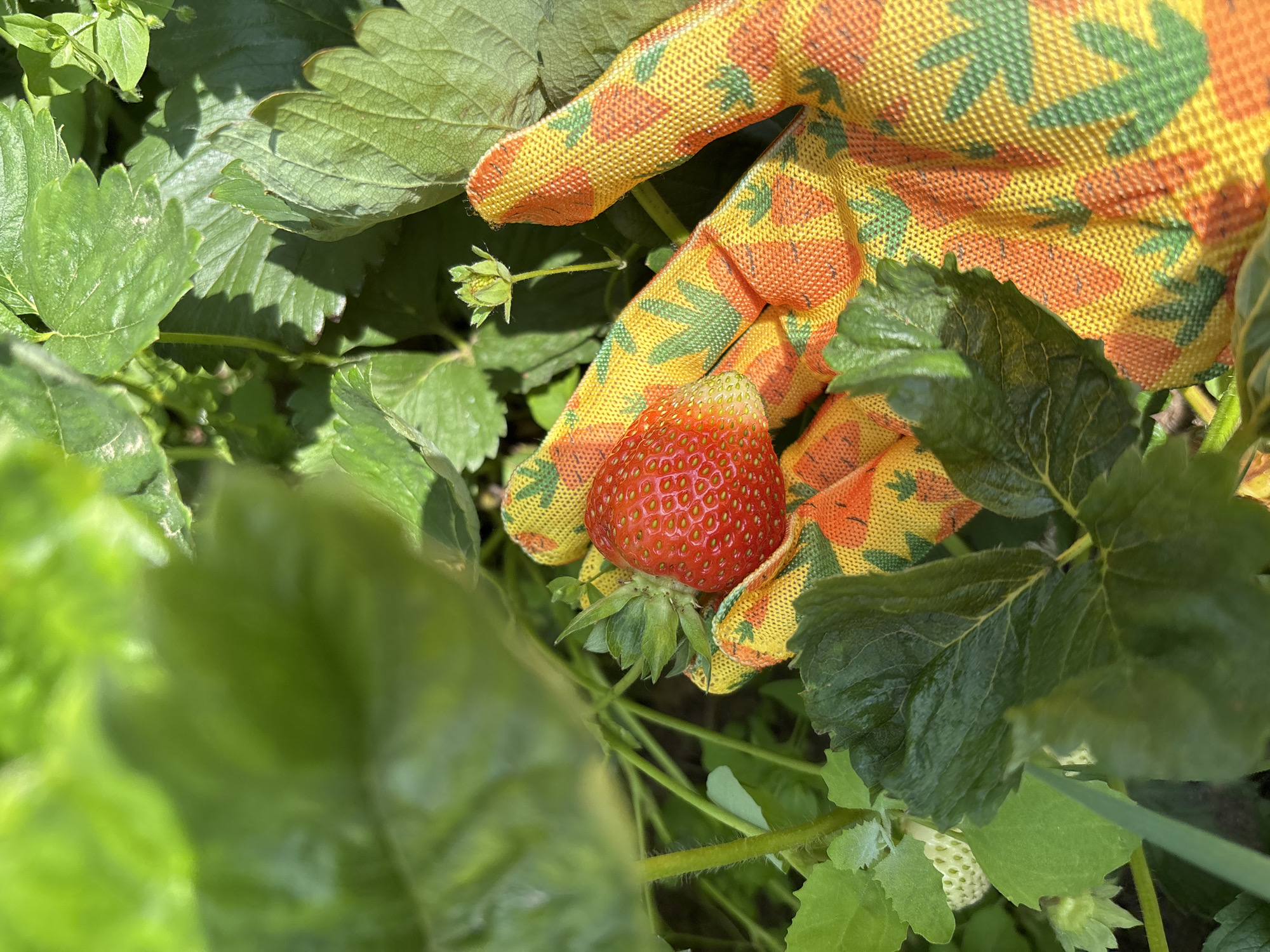 A close-up, high-angle outdoor shot shows a gloved hand gently holding a ripe strawberry. The hand is covered in a yellow glove adorned with a pattern of red strawberries and green leaves. The strawberry is bright red with visible seeds and a green calyx. It is positioned on the palm of the glove, nestled amongst the vibrant green foliage of a strawberry plant. Sunlight filters through the leaves, creating dappled light and shadows on the scene. The background is a blur of green leaves and stems, indicating the natural environment of a garden or field. There is no indication of the city of Chaikovsky, Russia, in this image.