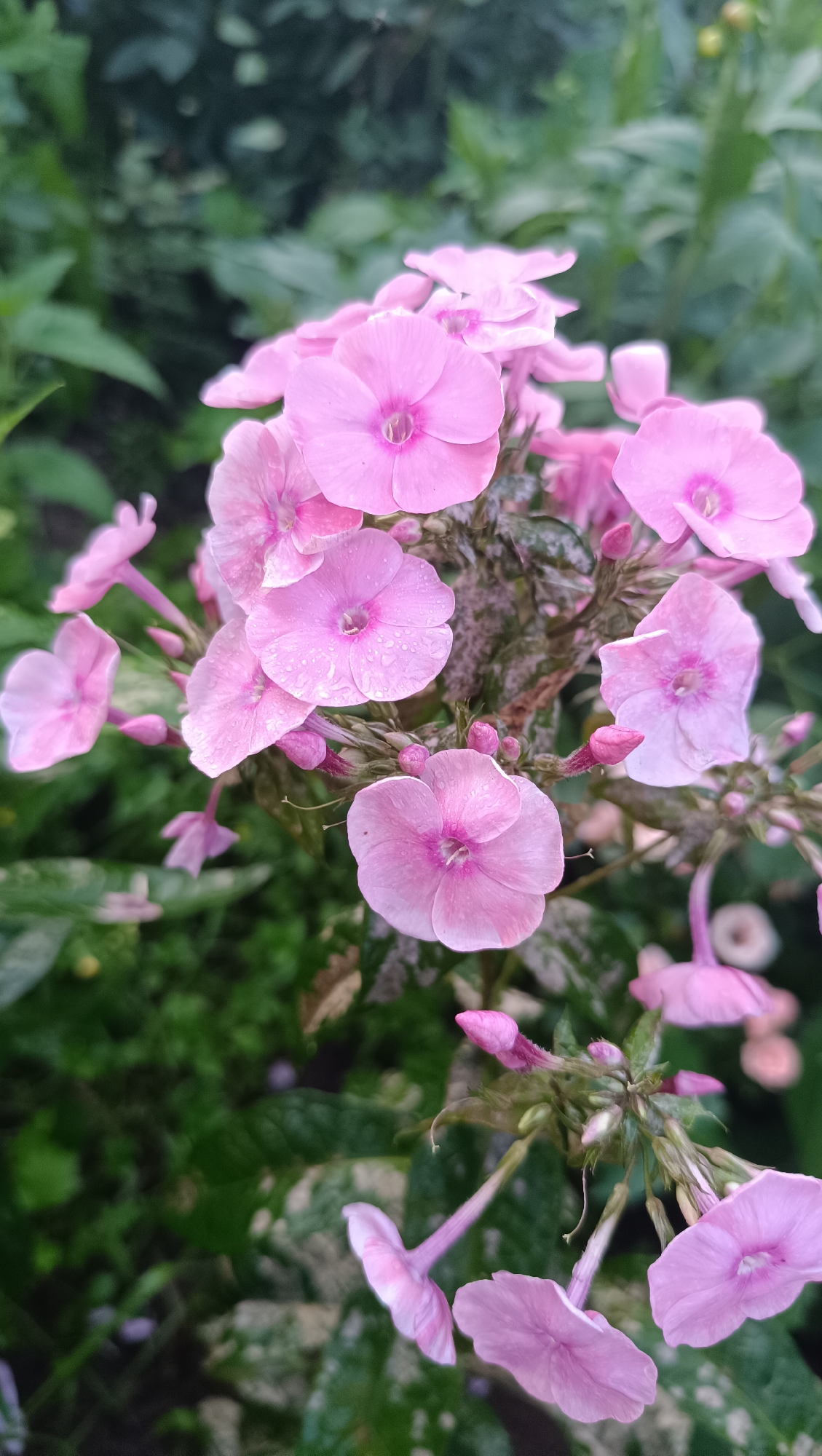 This is a close-up, vertical shot of a cluster of pink phlox flowers in bloom. The flowers have five delicate petals, many of which are slightly curled, revealing a deeper pink hue and a lighter, almost white center. Some of the petals are adorned with tiny water droplets, suggesting recent rain or dew. The flowers are supported by slender green stems, some of which are covered in fine hairs. Small, unopened buds are also visible among the blooms, hinting at a continuous flowering period.
The background is softly blurred, dominated by lush green foliage. The leaves appear to be of various shapes and sizes, creating a natural, garden-like setting. There are also hints of variegated leaves with light green or white markings interspersed within the greenery, adding texture to the scene. The overall mood is serene and natural, with the soft focus emphasizing the beauty and fragility of the flowers. The lighting suggests it could be daytime, possibly overcast or early morning, given the soft light and the presence of water droplets on the petals. No text is visible in the image. The location context provided is Karsha, Russia.