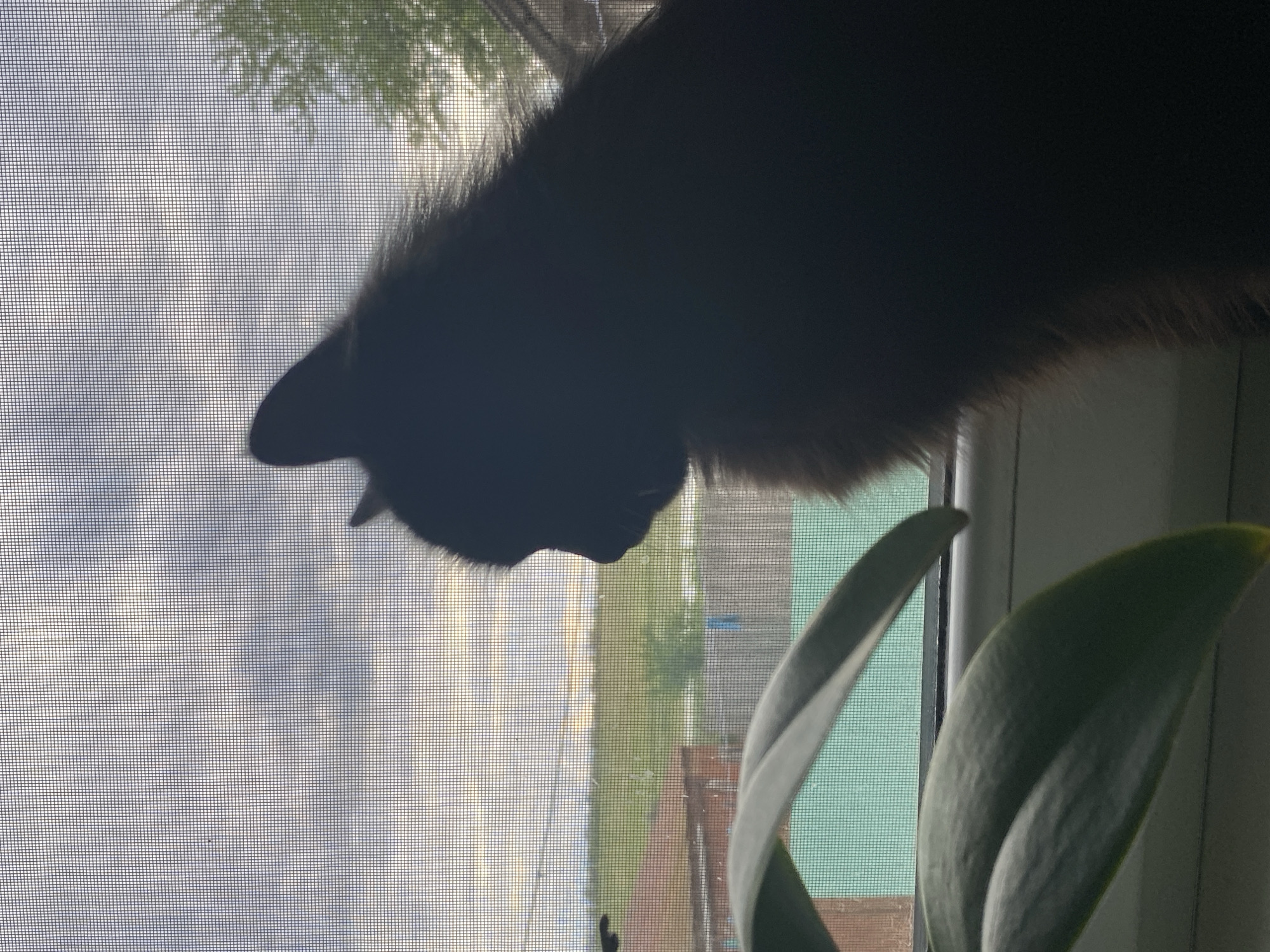 A low-angle shot reveals the silhouette of a cat's head, positioned near a window screen. The exterior view is diffused by the screen, showing vague shapes suggesting trees or foliage. Inside, to the right, are two leaves of a plant, softly illuminated. The scene appears to be indoors, near a window with the cat looking outward.