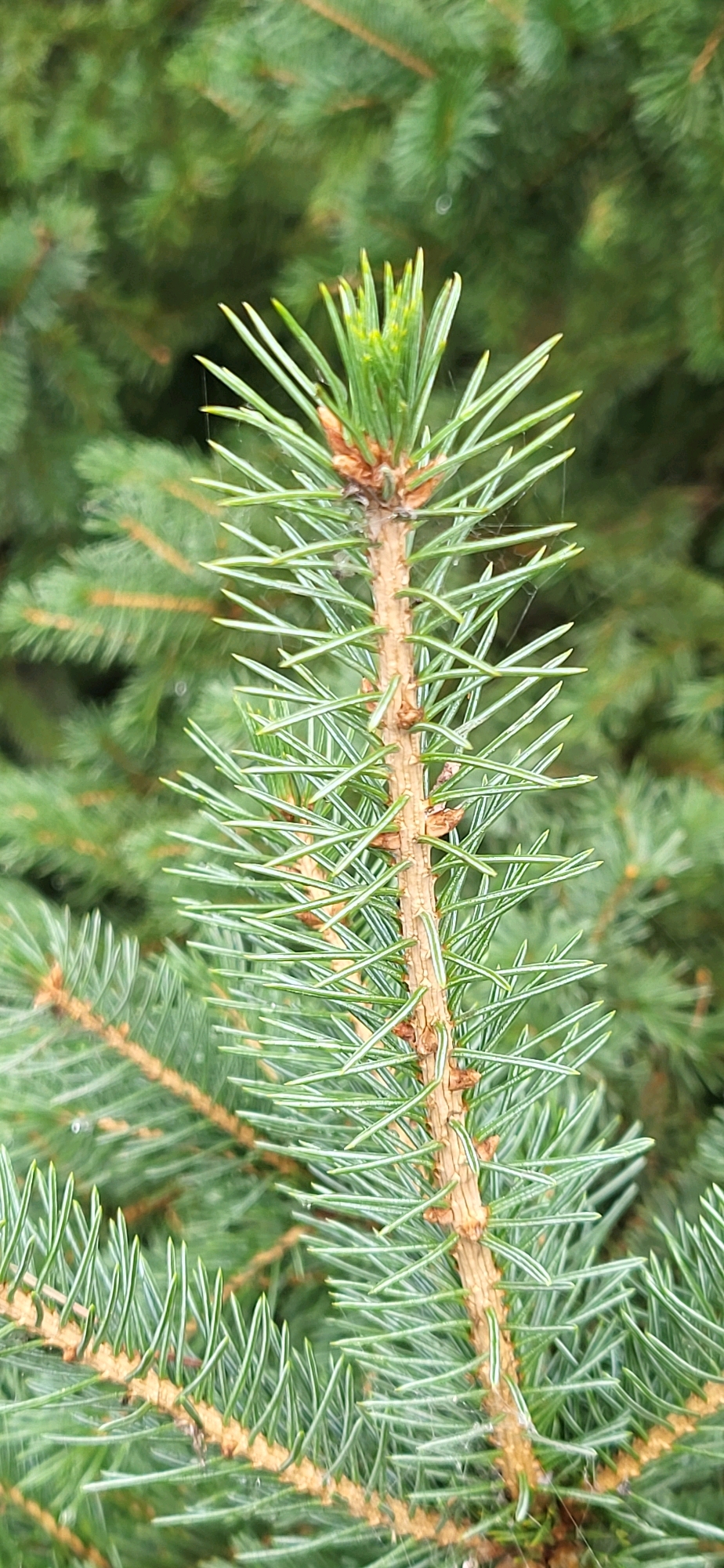 A close-up, vertical shot focuses on the tip of a spruce tree branch. The needles are a vibrant green, densely packed and pointed. The branch itself is a light brown, with smaller brown buds visible where the needles emerge. Fine strands of spiderweb are subtly caught between the needles. The background is a soft blur of more green spruce needles, suggesting a natural, outdoor setting. The image provides no information about the city of Oskemen, Kazakhstan, or any people, actions, or interactions.