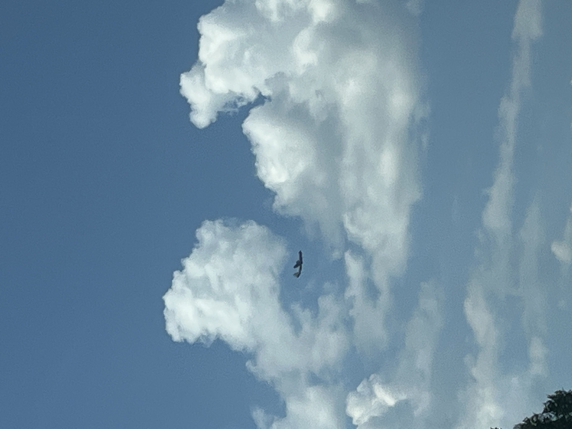 The image shows a bird flying in a blue sky with scattered clouds. The bird appears to be a hawk or a similar raptor, with its wings spread wide as it soars through the air. The clouds are fluffy and white, typical of a sunny day. The sky is a clear, bright blue, suggesting that it is daytime. There are no visible landmarks or text to indicate the specific location or time of day, beyond it being daytime. The overall impression is one of freedom and natural beauty.