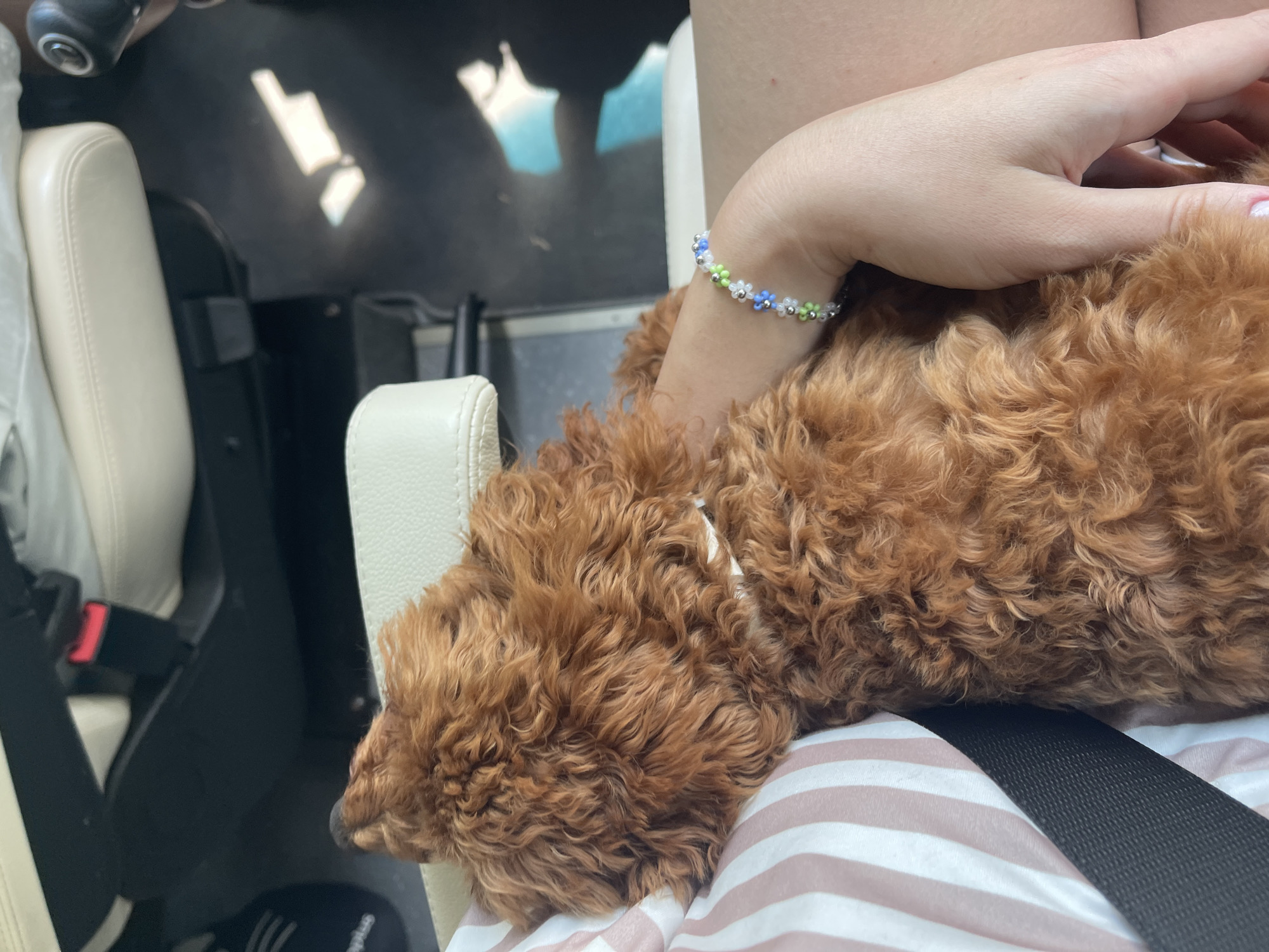 A reddish-brown, curly-haired dog is resting on a person's lap inside a vehicle. The dog's head is turned slightly to the left, with its nose pointing upwards. The person is wearing a light-colored top with vertical pink and white stripes. A black seatbelt crosses diagonally over the person's chest and the dog's back. The person's left hand is gently placed on the dog's fur. On the person's left wrist is a beaded bracelet featuring white, light blue, and light green flower-shaped beads interspersed with small silver beads. The vehicle interior has light-colored (cream or beige) seats. A red seatbelt buckle is visible in the background. The floor is dark, reflecting bright, angular sunlight. A partial "Hush Puppies" logo is discernible on a dark mat on the floor to the left.