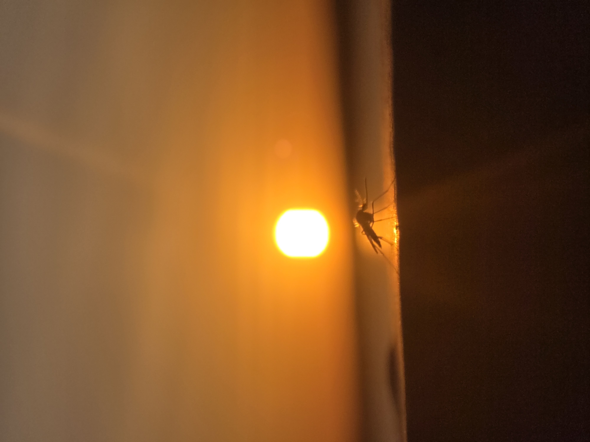 A dimly lit close-up captures a mosquito perched on a wall against a backdrop of blurred orange light, suggestive of either artificial illumination or sunset. The specific location is unknown, and the image doesn't reveal its location to be within the city of Chaikovsky, Russia.