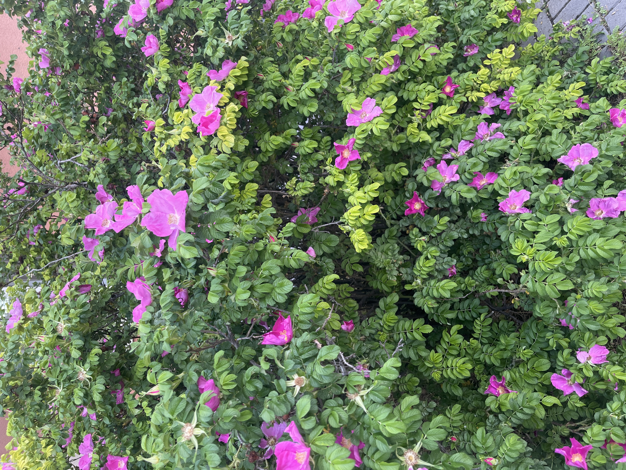 A vibrant bush with bright pink flowers and green leaves covers the frame, appearing to grow freely. Some sections of the bush feature yellow-green leaves, suggesting variations within the plant or different growth stages. A concrete or paved surface is visible at the top right, indicating an urban or garden setting. A building with a light-orange wall is visible on the left.