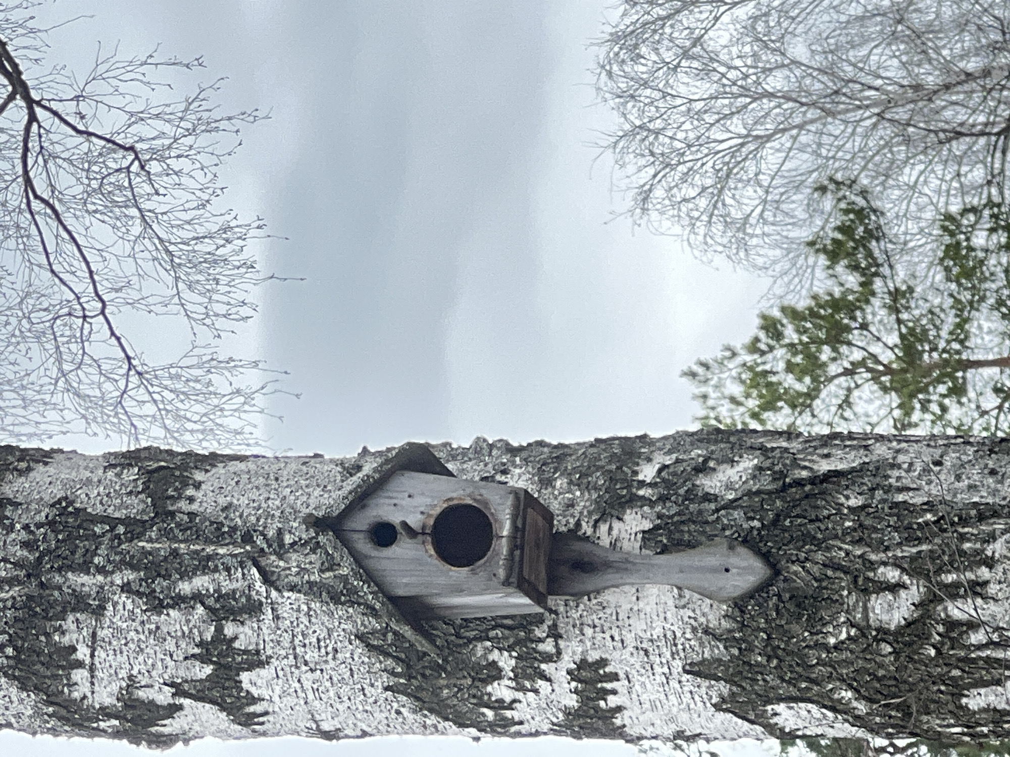 The image depicts a birdhouse attached to a birch tree branch. The birdhouse is made of wood, weathered gray in color, with a circular entrance hole. A smaller hole is also visible. The tree branch is covered in the characteristic white bark of a birch tree, with dark markings. The background consists of a cloudy sky and bare tree branches on either side of the frame. The scene appears to be set in an outdoor environment, likely a park or wooded area. There are no people visible in the image. The exact location within Votkinsk, Russia, cannot be determined from the image alone.