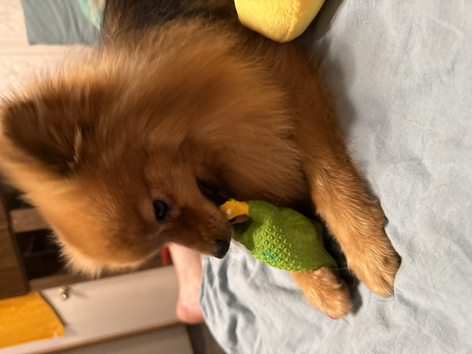 An orange Pomeranian dog is lying on a light blue textured surface, likely a bed, and gnawing on a bright green squeaky toy that has yellow accents. The dog's fur is long and fluffy, with darker brown patches on its back. Its paws are resting on the surface, and its head is tilted down, focused on the toy. In the background, a portion of a yellow towel hangs on a door or furniture, and a sliver of another yellow plush toy is visible to the right of the dog. The lighting is dim, suggesting an indoor setting. The location is not specified.