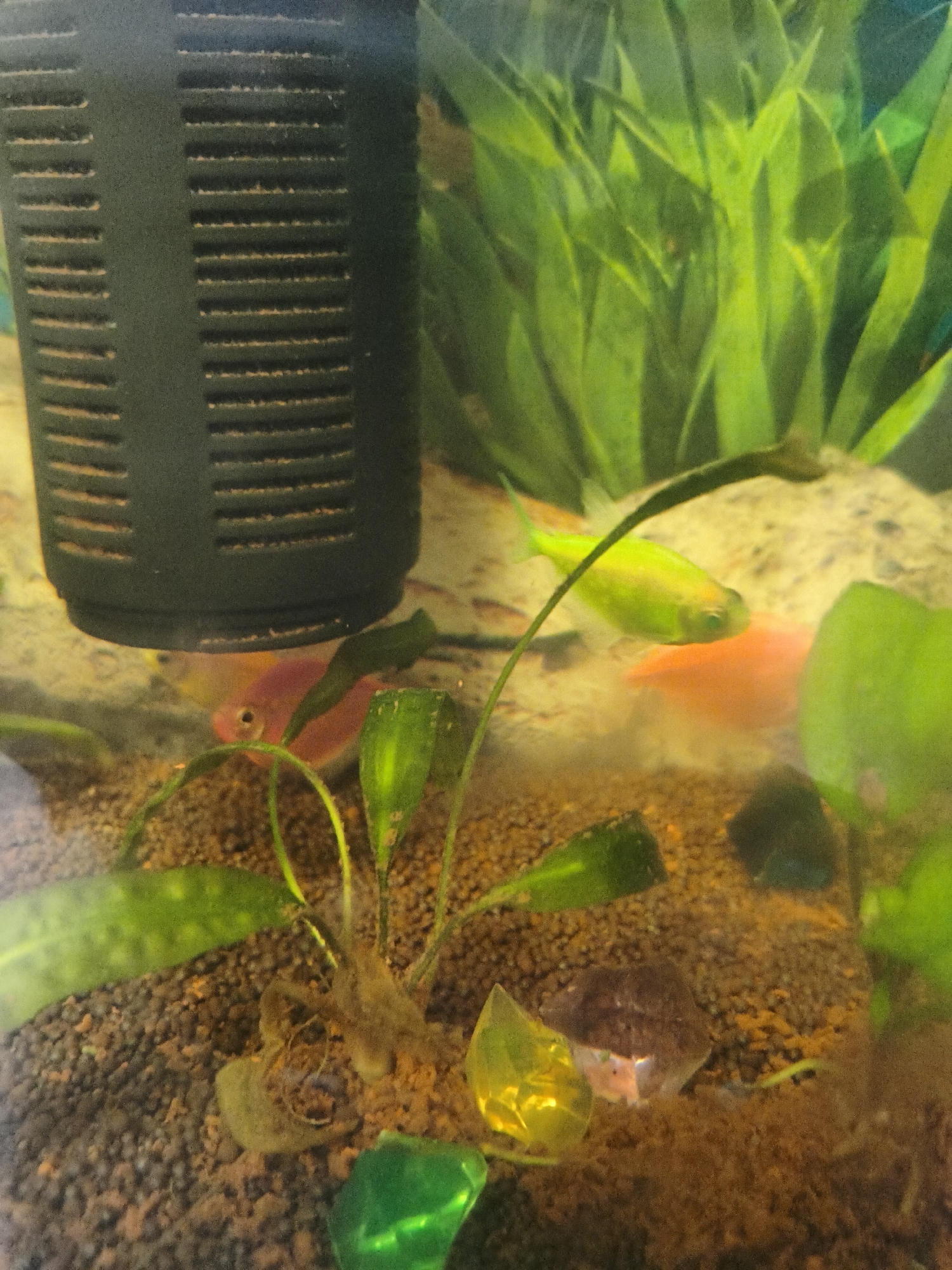 The image displays a close-up view of an aquarium. A black filter is positioned on the left side of the frame. In the center, a small plant with green leaves is growing from the substrate. Several fish are visible: one neon green fish is swimming towards the right, a pinkish-red fish is partially obscured by the plant, and another reddish fish is visible in the background. The substrate of the aquarium is a mixture of gravel and brown organic material. Several colorful, faceted decorative objects, resembling glass or acrylic gems, are scattered on the substrate. In the background, tall green aquatic plants are swaying. The overall lighting suggests an artificial light source within the aquarium. The image does not contain any identifiable landmarks or details that would allow for localization within Novaya Usman, Russia.