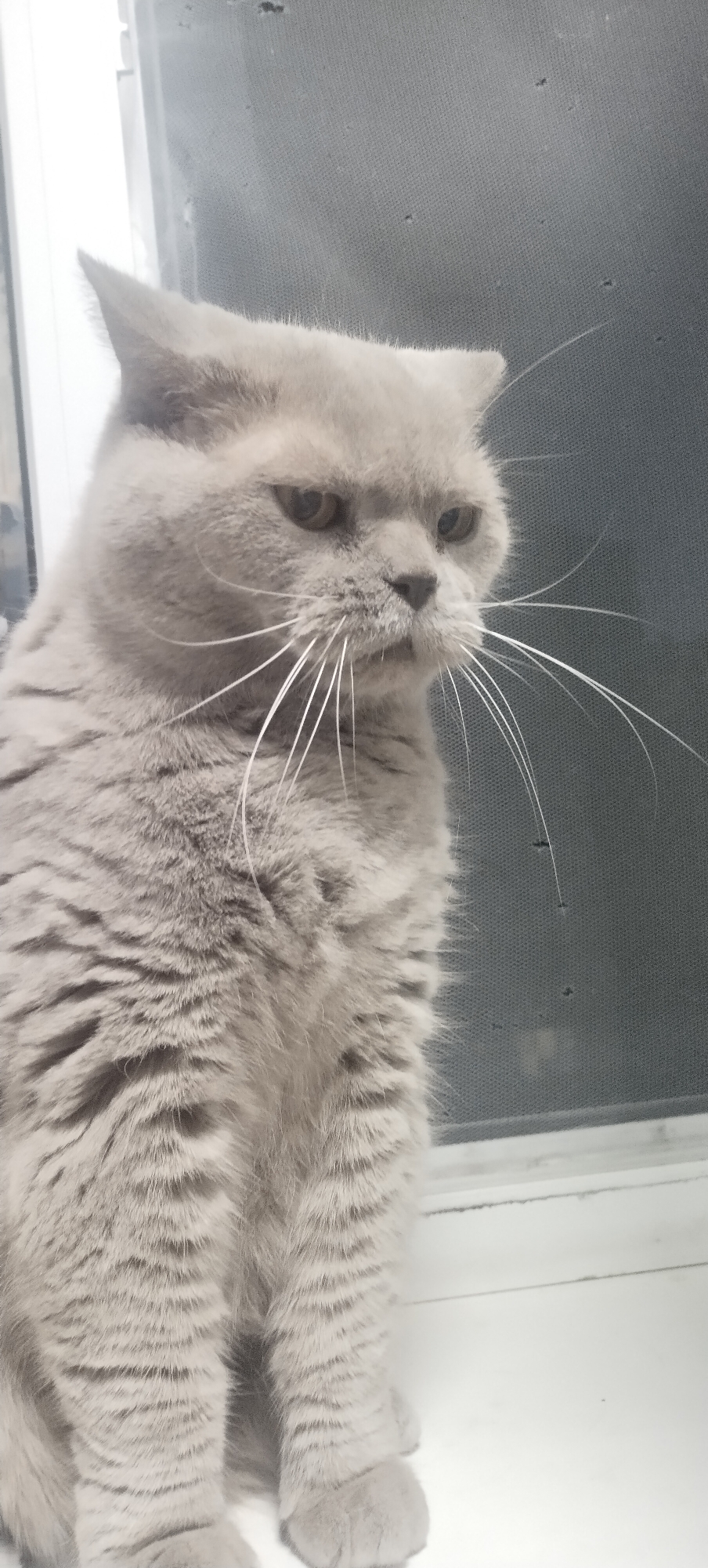 A light gray cat with prominent white whiskers sits in front of a dark gray mesh screen. The cat's fur appears soft and dense, with subtle darker gray stripes visible on its body. Its eyes are a warm brown, and its expression is somewhat serious, with slightly narrowed pupils. The background consists of the mesh screen, which has a textured appearance, and to the left, a bright, out-of-focus area suggesting a window or light source. The cat is positioned in the foreground, taking up a significant portion of the frame, with its paws visible resting on a white surface at the bottom of the image. The overall lighting is soft, casting subtle shadows. There is no indication of the specific location within Pisochyn, Ukraine, in the provided image.