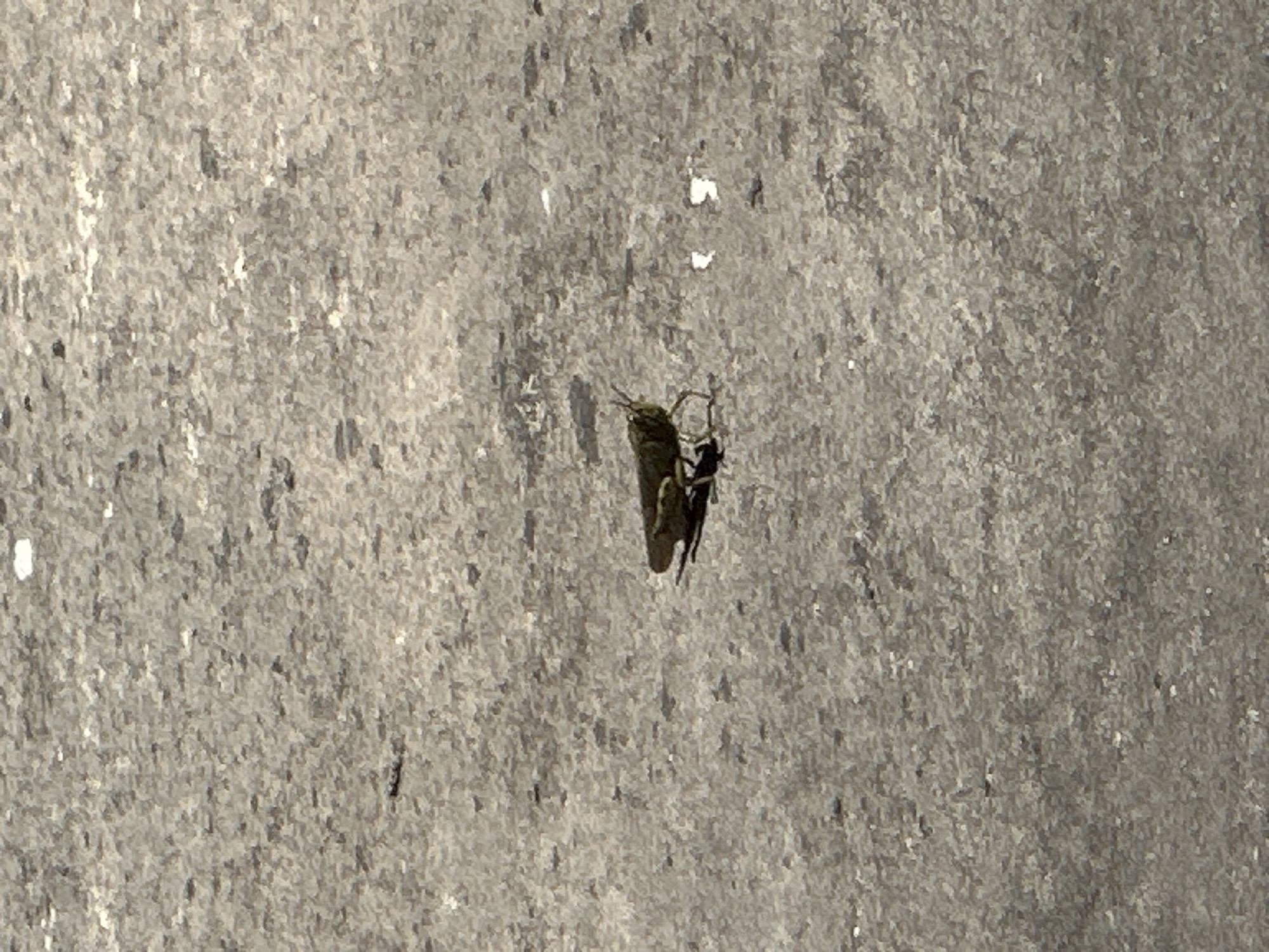 A cicada and a spider are on a concrete wall. The location is unknown.