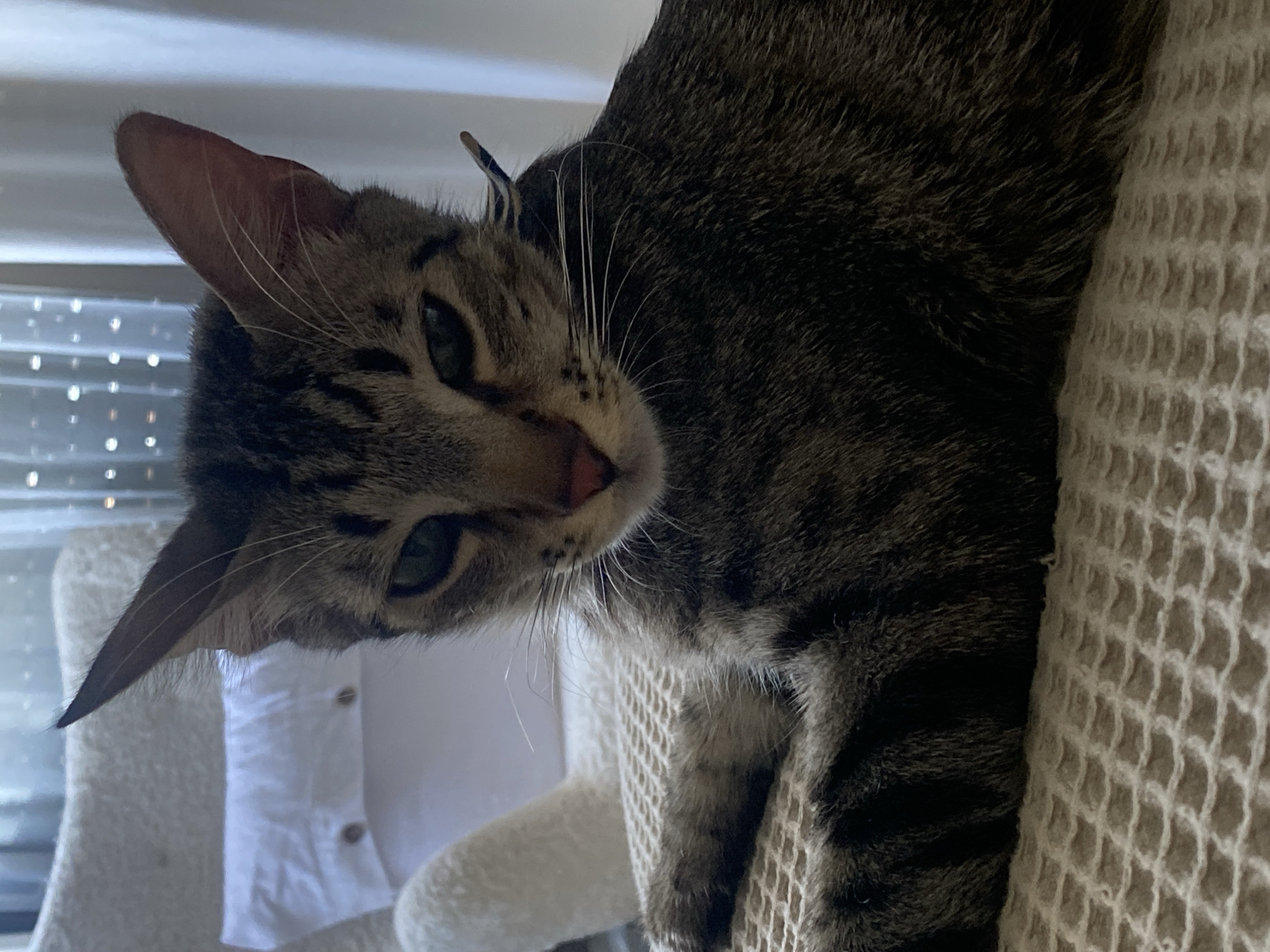 The image is a close-up, vertically oriented, medium shot of a tabby cat. The cat is looking towards the viewer with its head tilted. Its fur is a mix of brown, black, and gray stripes. The cat has green eyes and prominent white whiskers. It appears to be lying on a textured, light-colored surface, possibly a cat tree or a blanket. In the background, a white object with visible buttons is present, which might be a pillow or part of a piece of furniture. Behind that, a window with blinds is visible, suggesting an indoor setting. The lighting appears soft and natural, indicating it might be daytime. The cat's expression seems curious and relaxed. The context of Mas De Moregons, Spain, suggests a residential or possibly rural location.