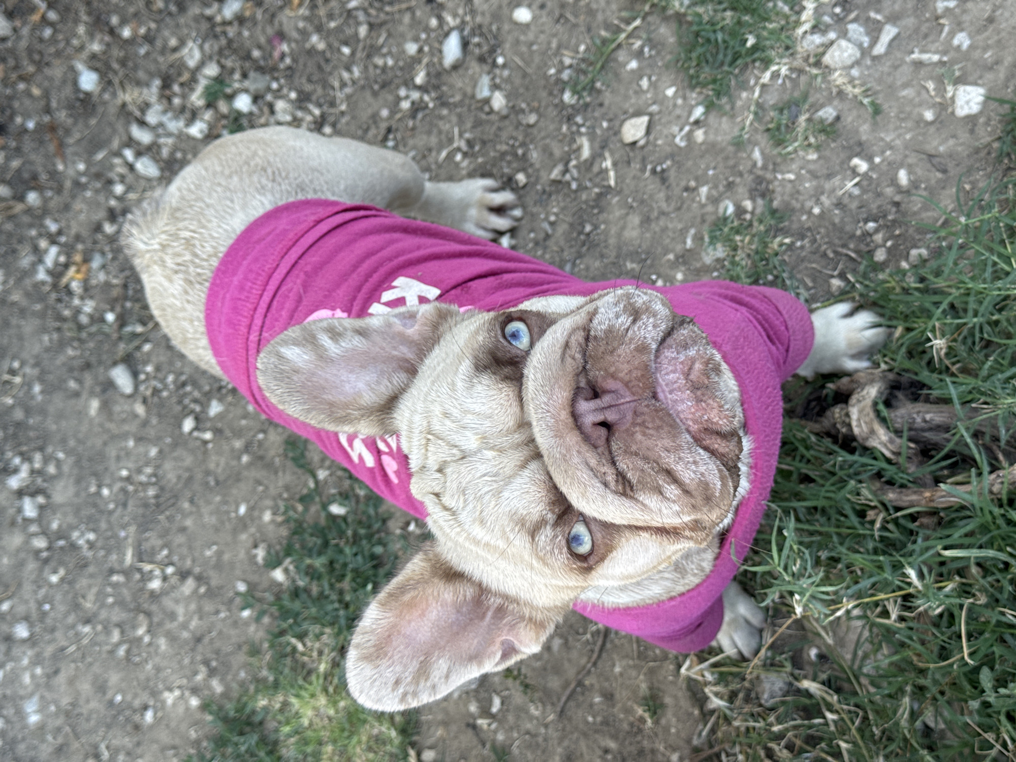 A fawn-colored French bulldog wearing a bright pink sweater with white lettering stands on a patch of dry dirt and sparse green grass. The dog is facing the camera, with its head tilted slightly and its bright blue eyes looking directly at the viewer. Its characteristic smushed face and large, erect ears are prominent. The sweater appears to have some sort of graphic or text on it, though it is partially obscured. The ground is a mix of dirt, small stones, and patches of dry grass, suggesting an outdoor, perhaps unkempt, area. The lighting suggests it is daytime. The image was taken in San Benedetto del Tronto, Italy.